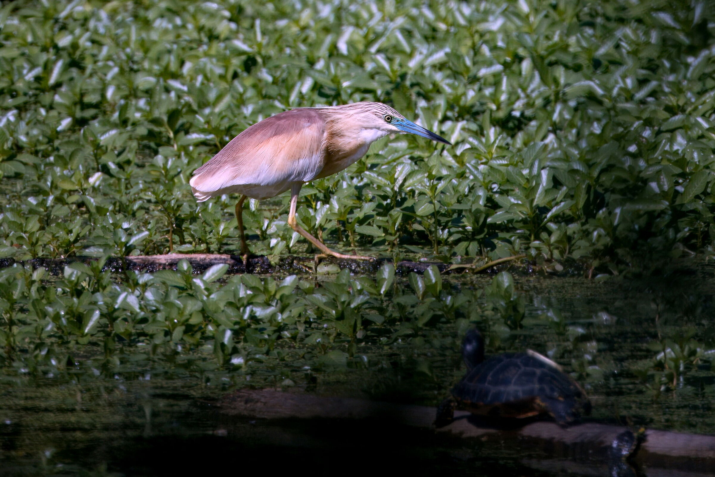 Sgarza ciuffetto - Parco periurbano Mantova