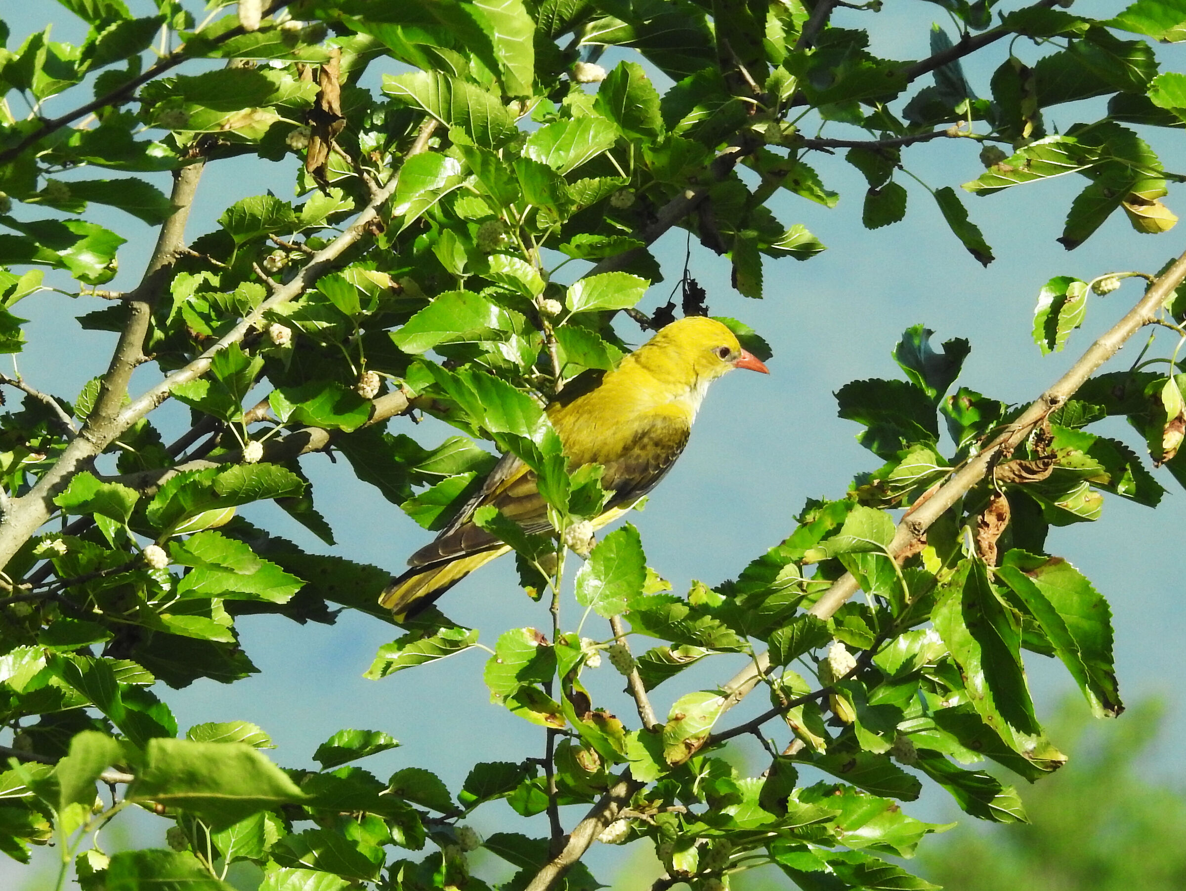 Oriole (female?)