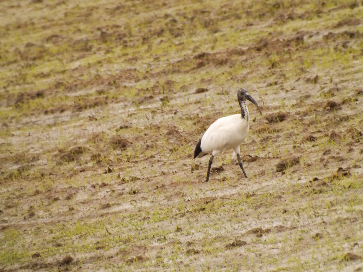 sacred ibis 1