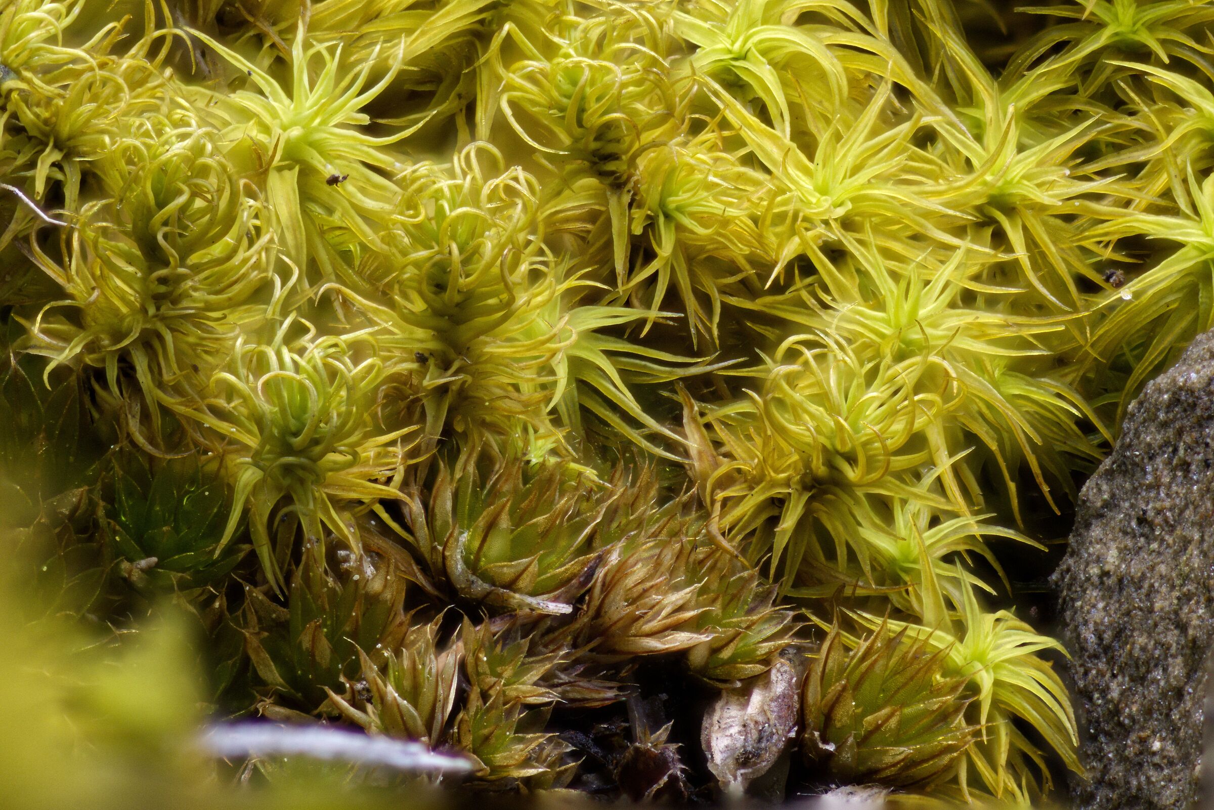 Spring moss