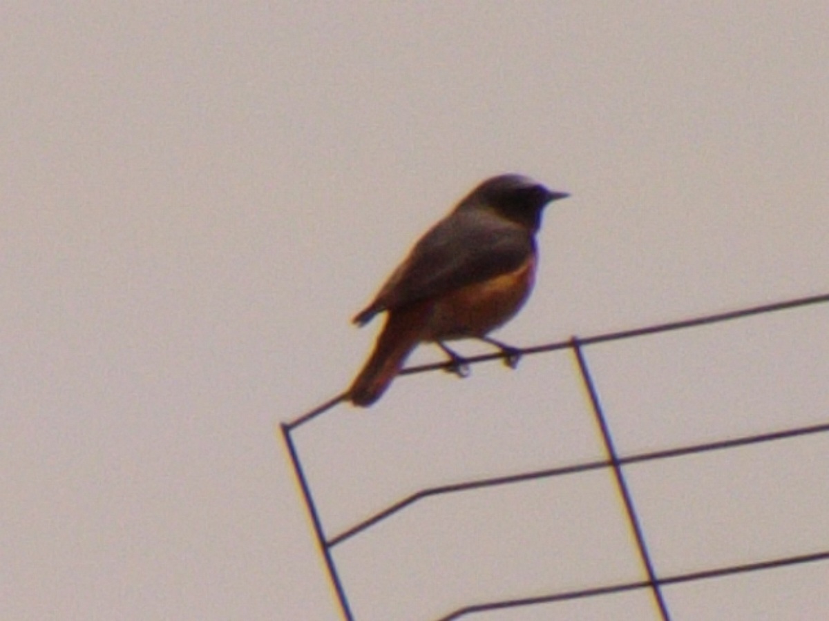 redstart comune1