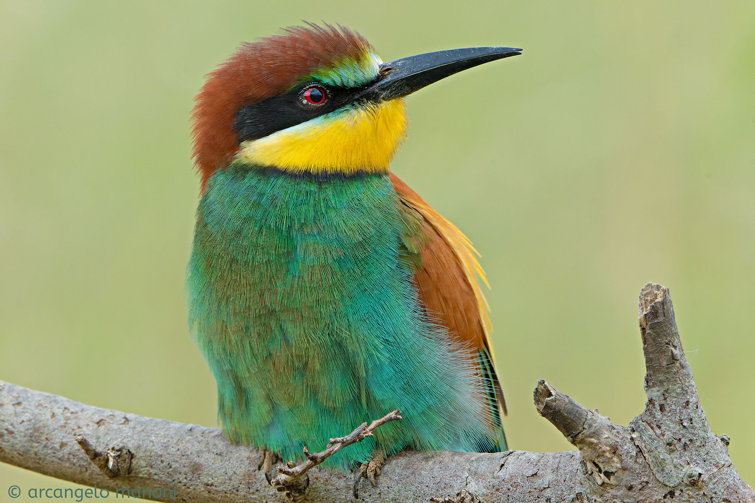The profile of the bee-eater