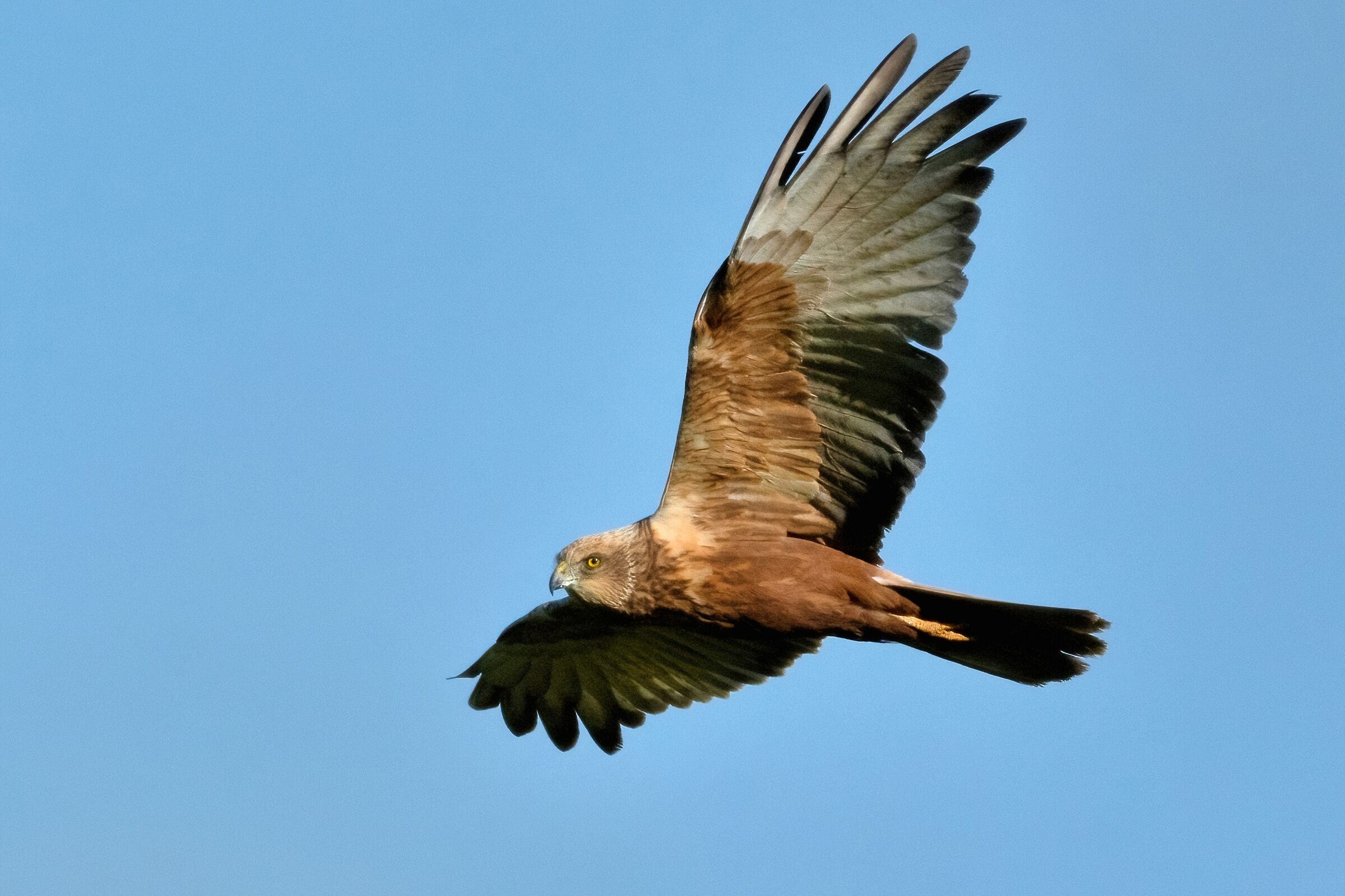 Marsh Harrier (Circus aeruginosus)