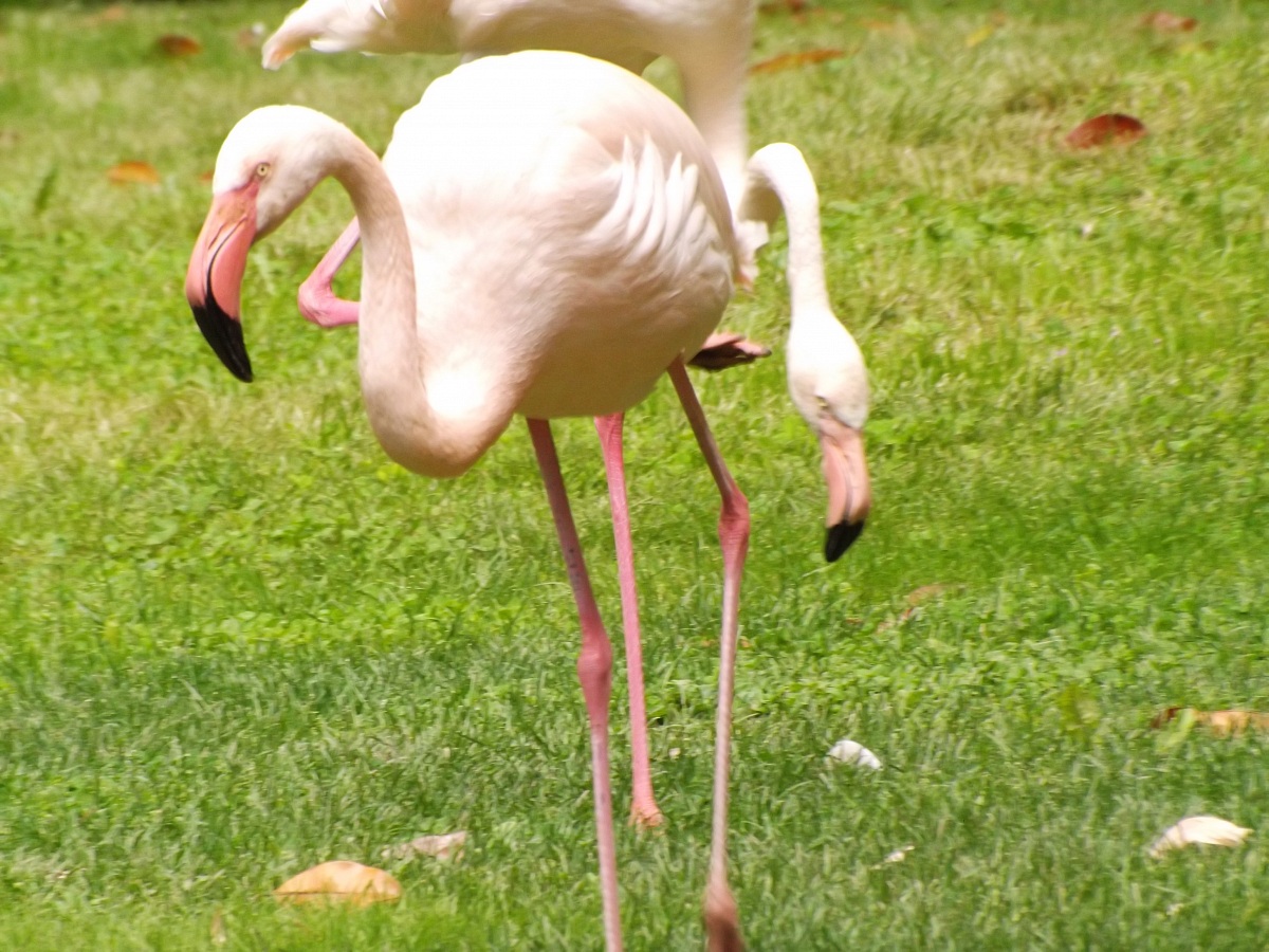 pink flamingo 1