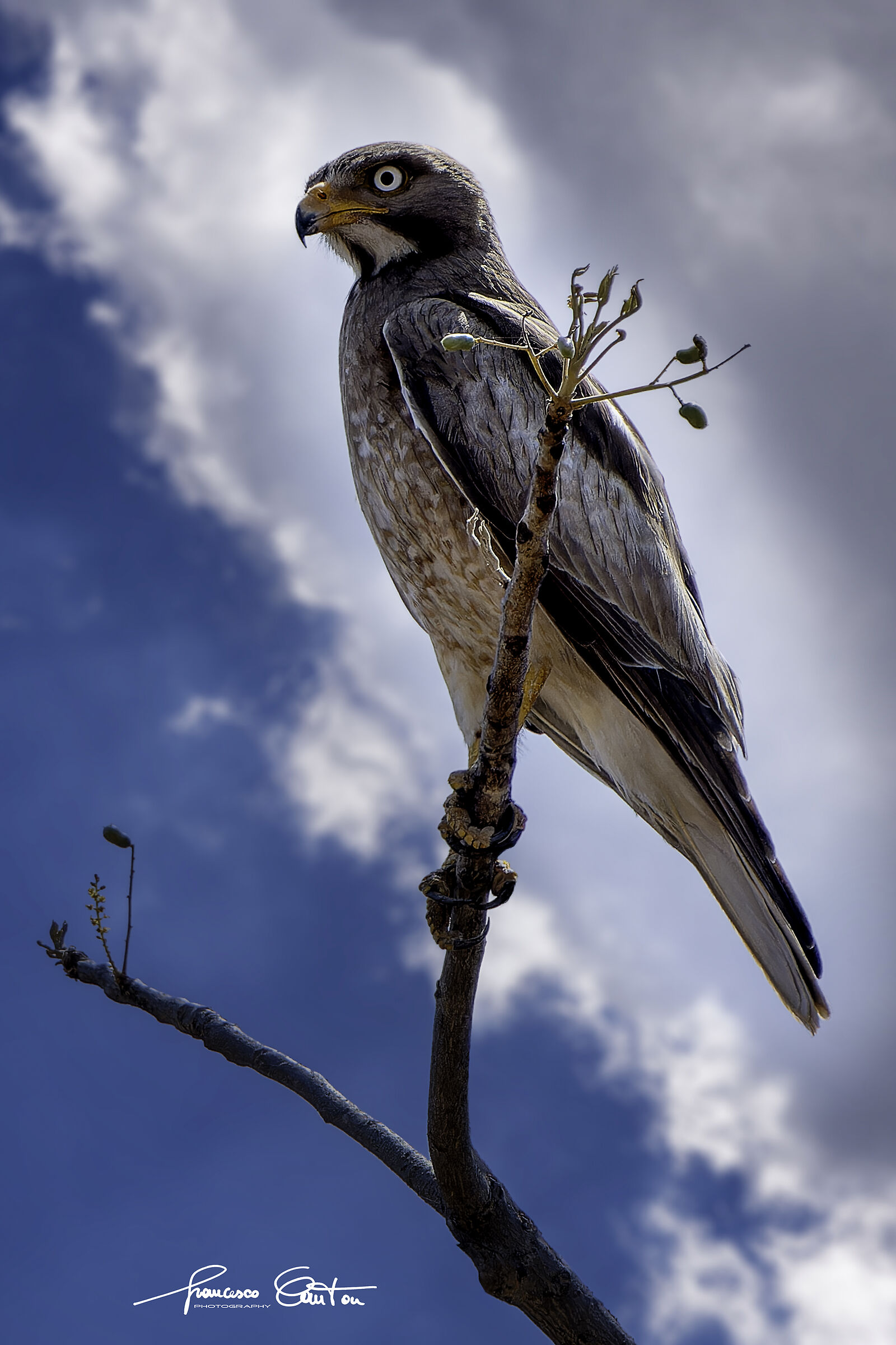 Buzzard White Eyes White Eyes Buzzard