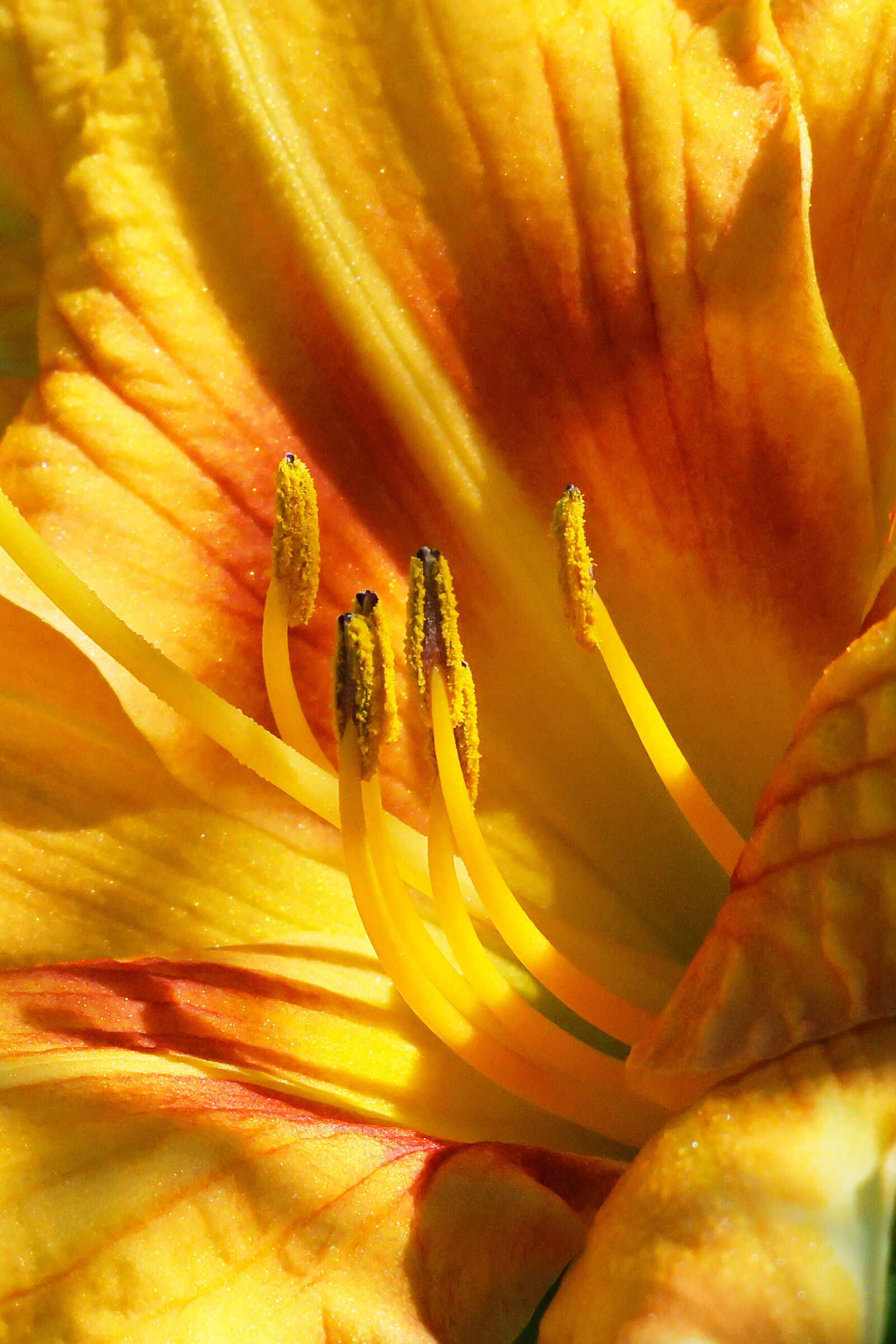Yellow....