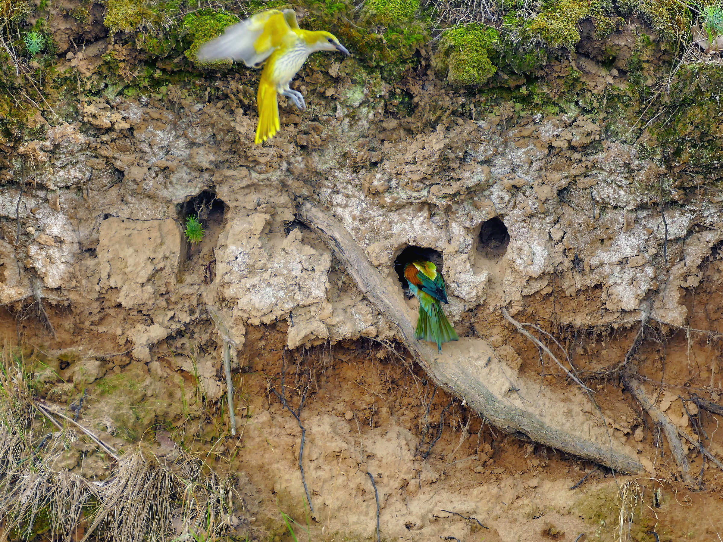 Wilga e Zo&lstrok;na (Oriolus oriolus e Merops apiaster)