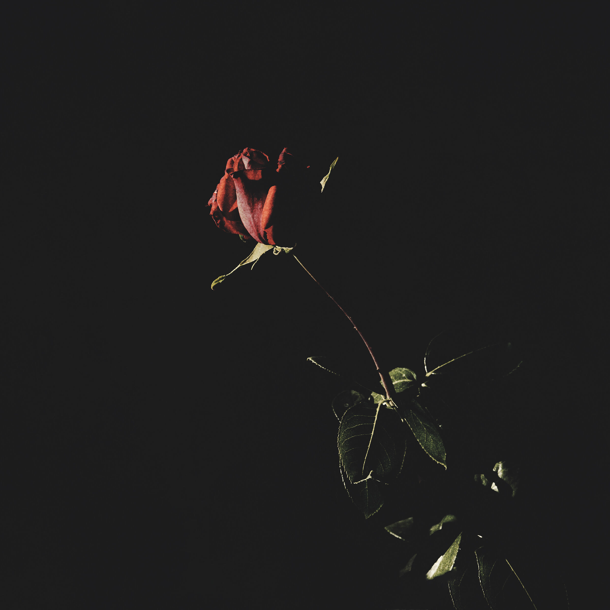 Untitled Photo