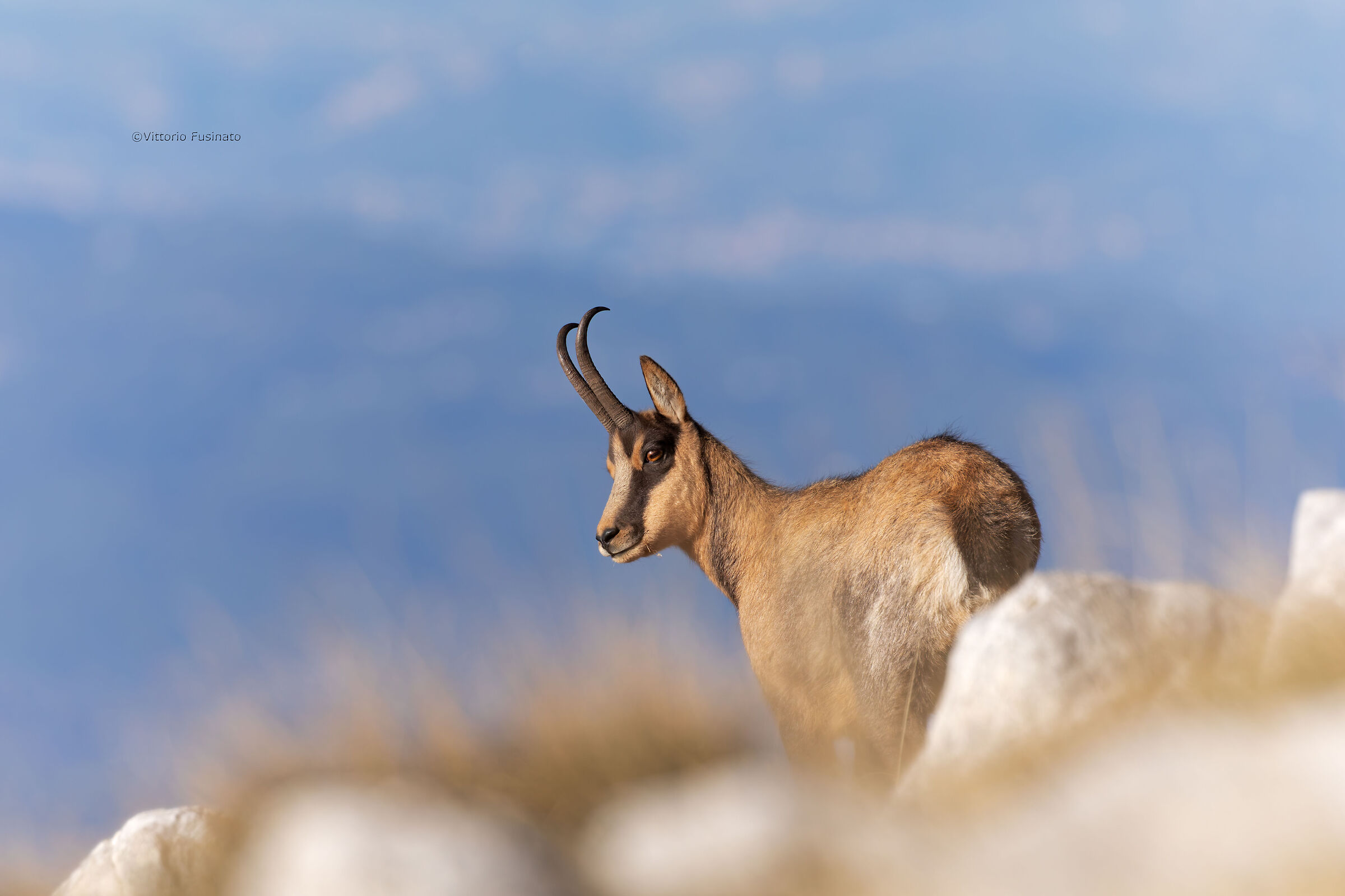 Rupicapra pyr. ornata