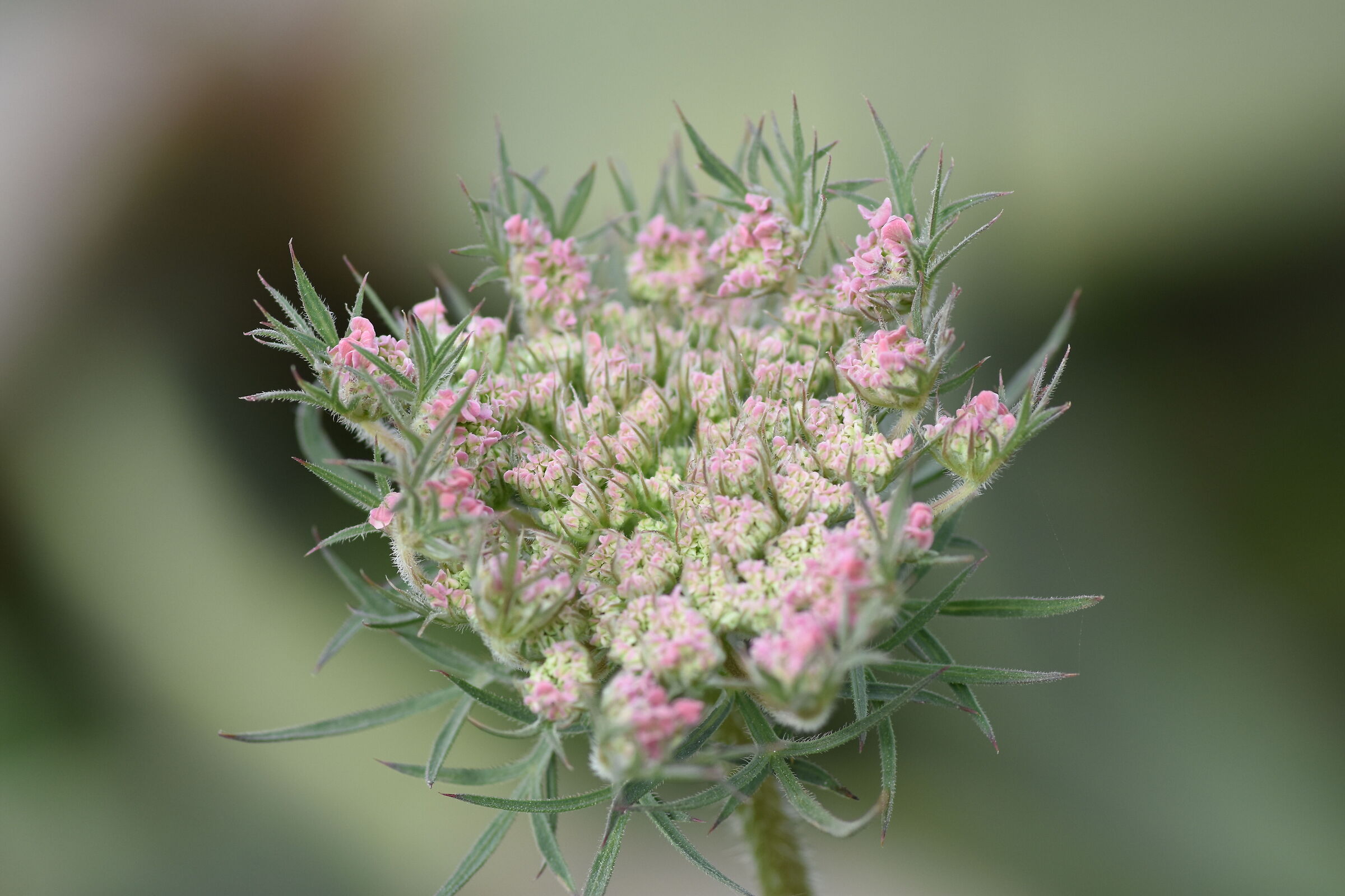 " Crop 150 ", Tokina 100 F. 2.8 Atx-i- Nikon D 7200