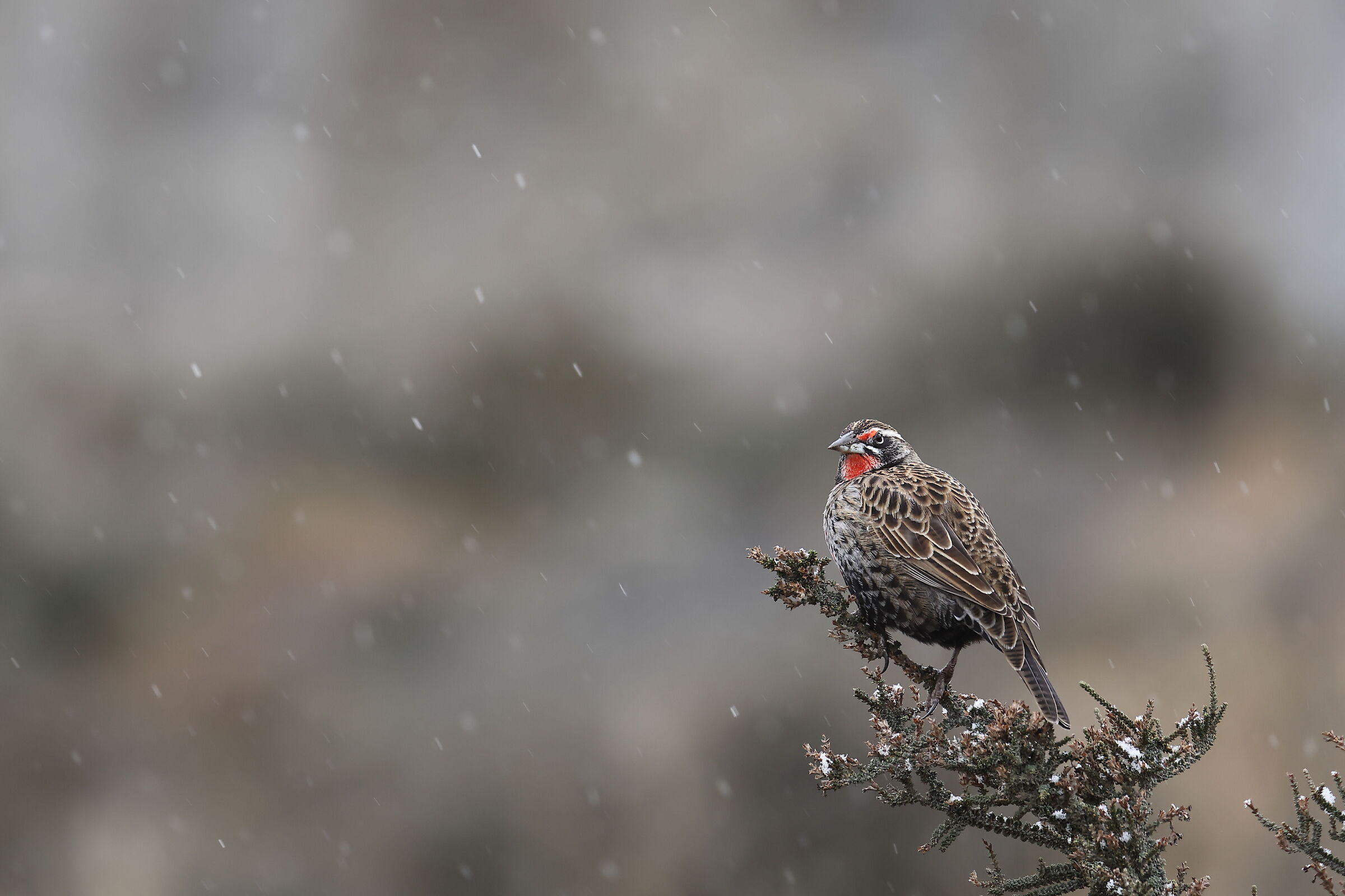 Long-tailed Meadowlark