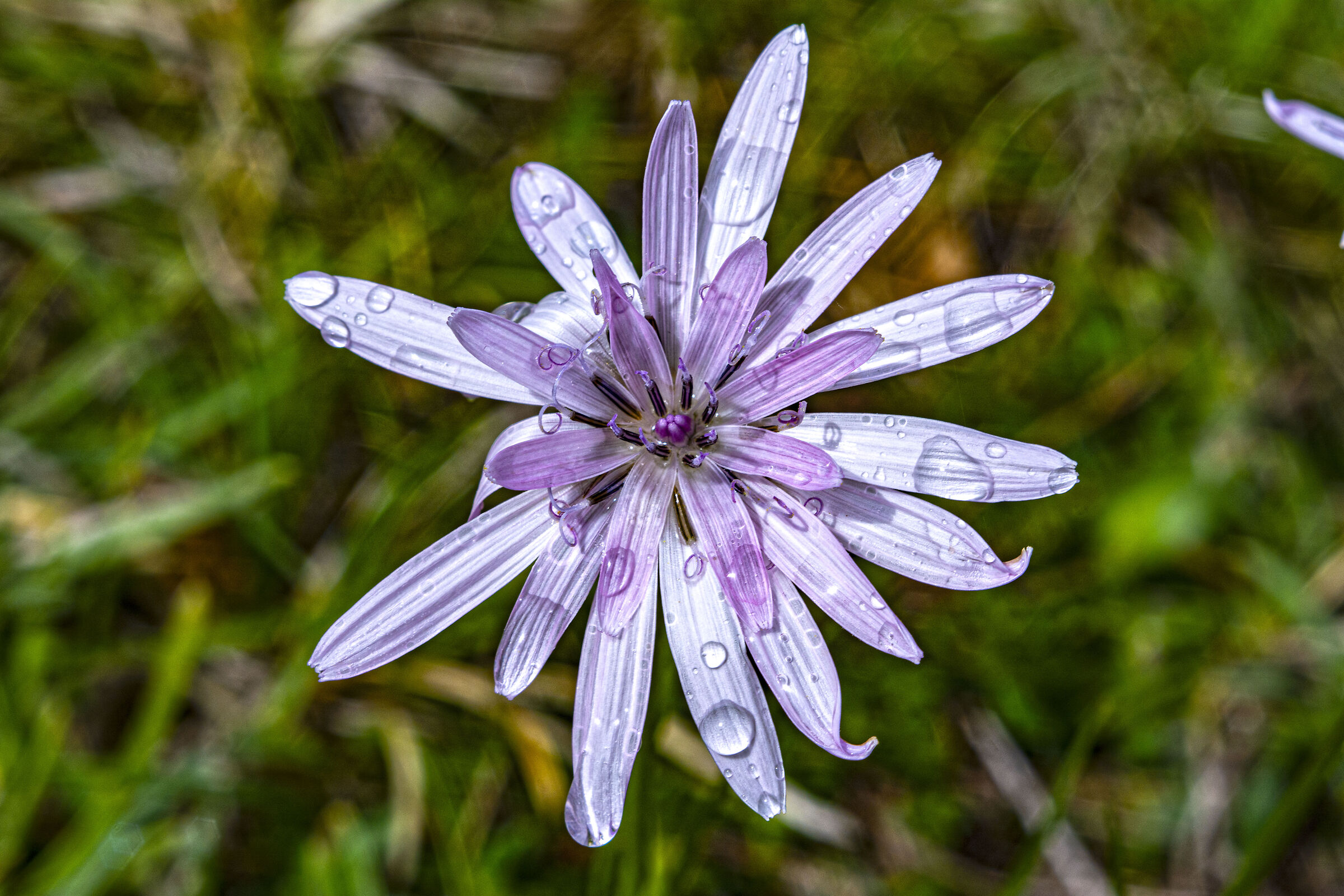 Cichorium intybus