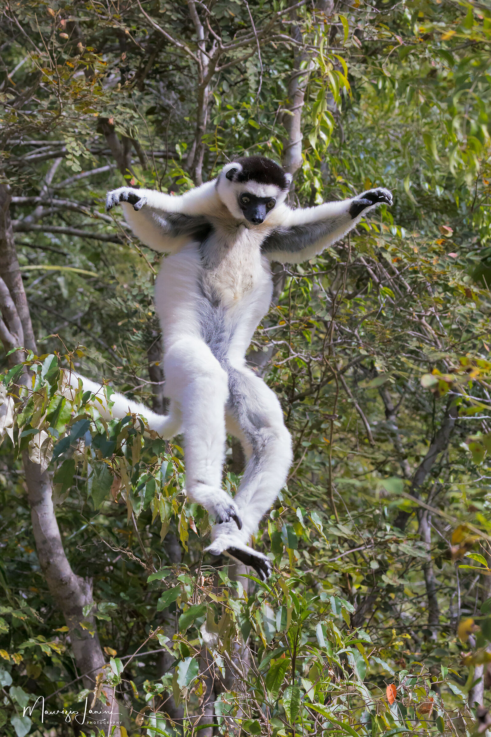 Sifaka di Verreaux