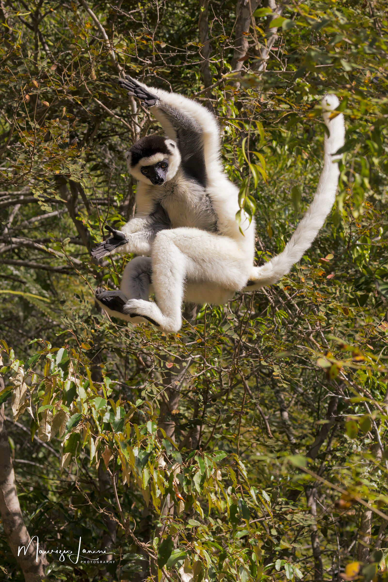 Sifaka di Verreaux
