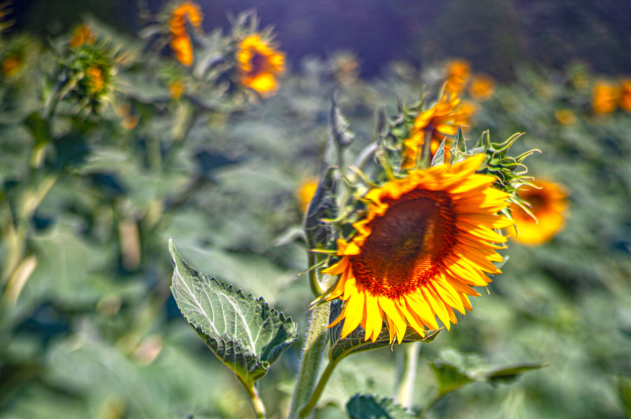 Girasoli freelensing style