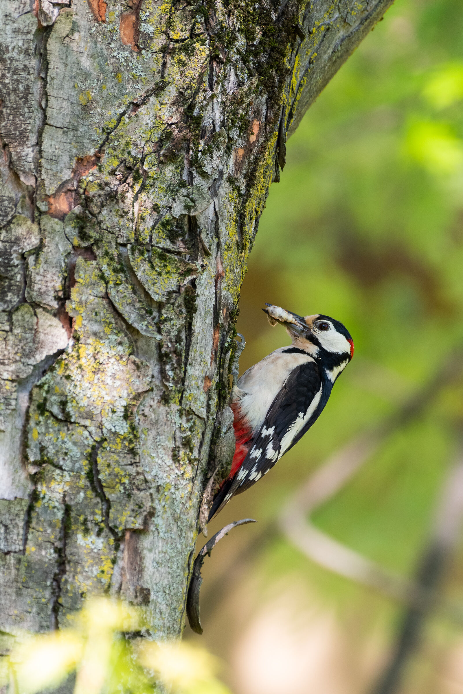 Spotted Woodpecker