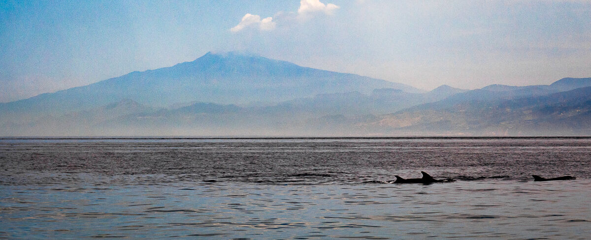 Dolphins and the Strait
