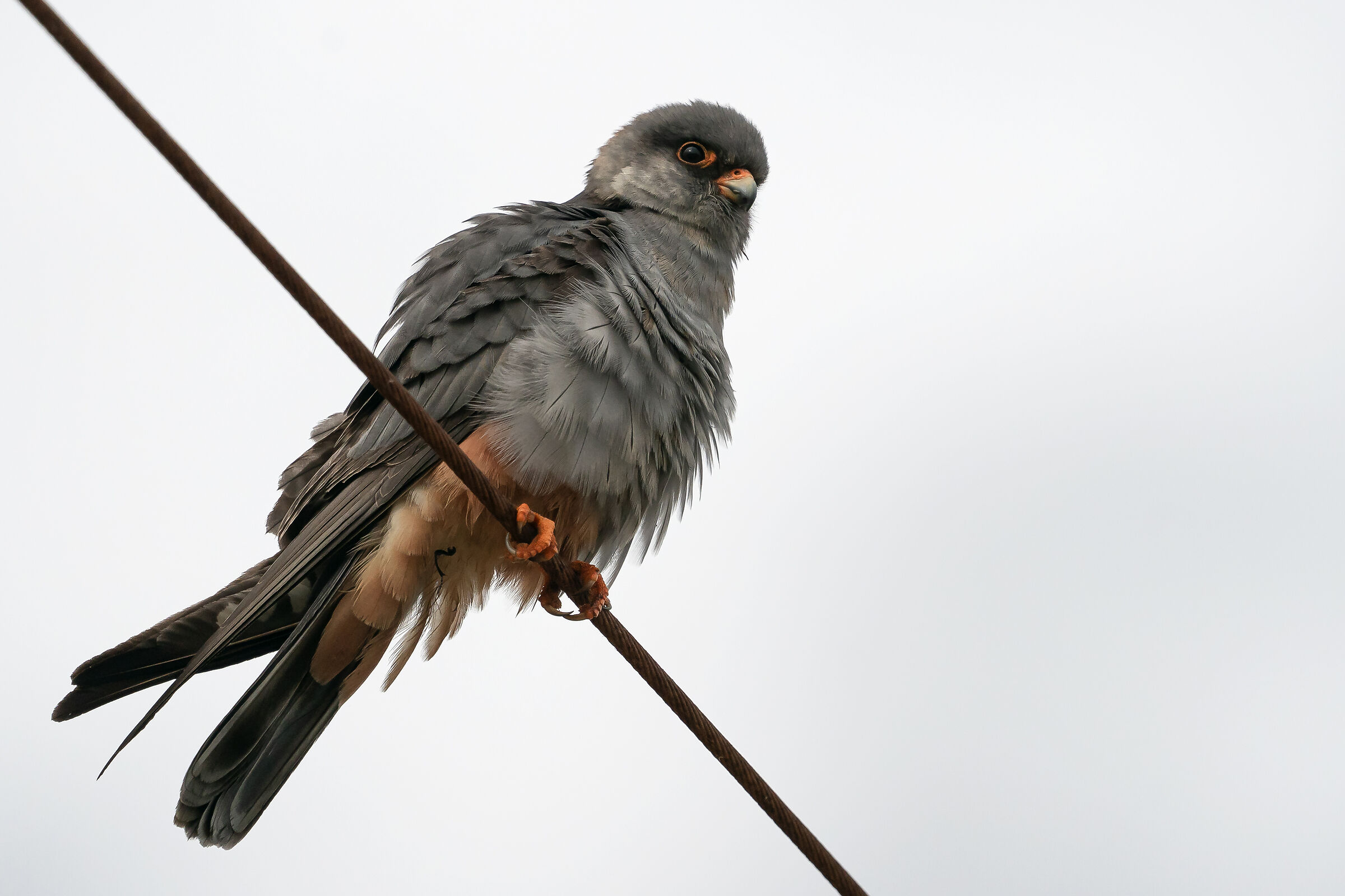 Falco Cuculo