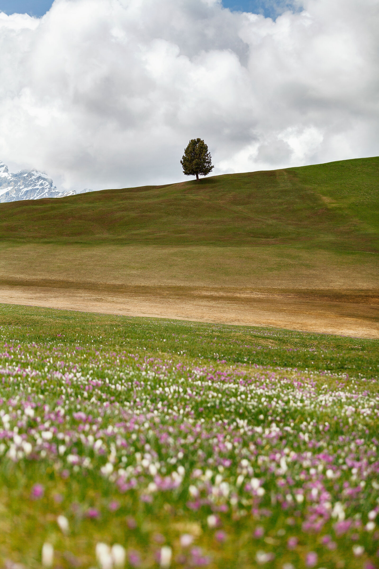 Prati dell'Armentara, 2024