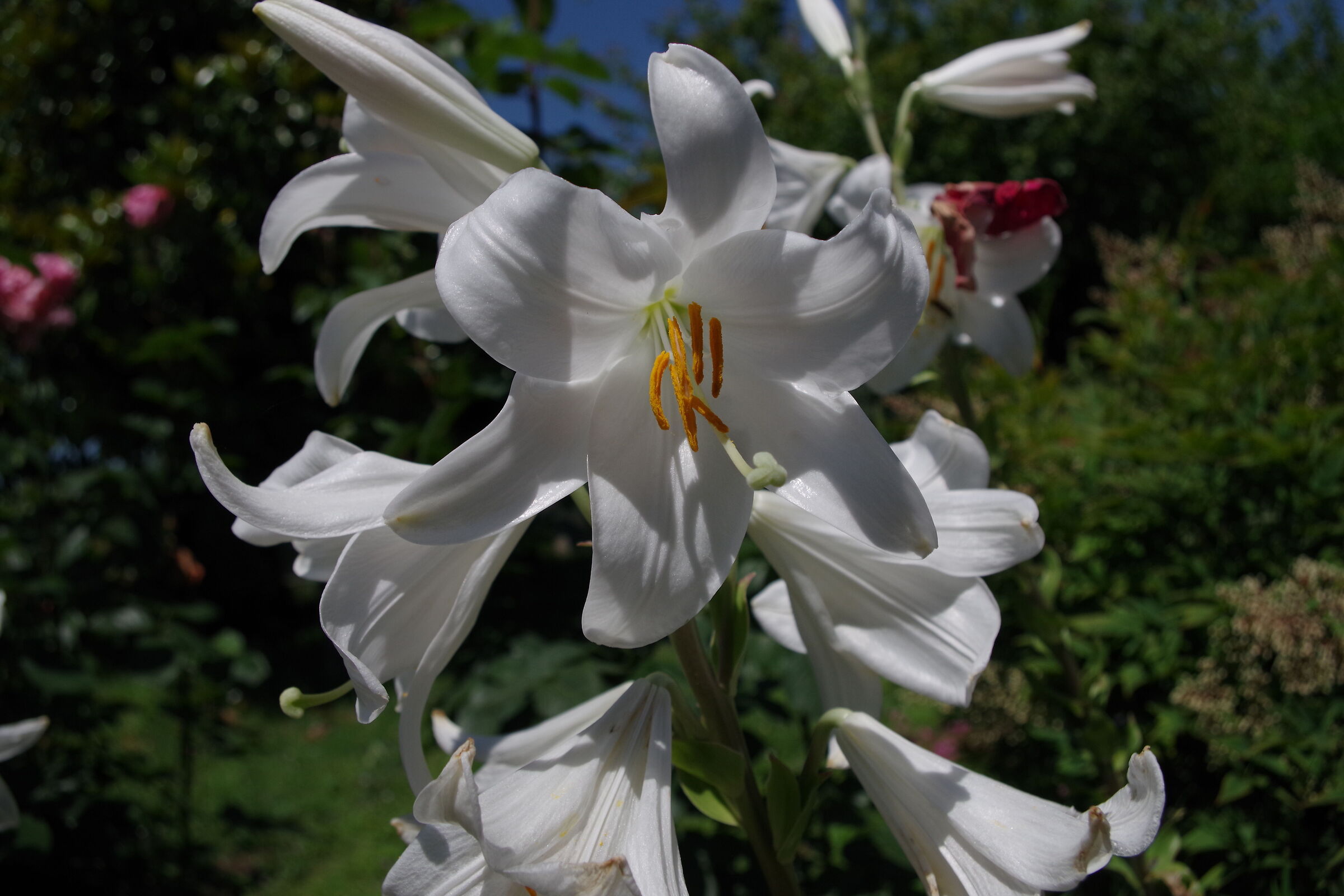 Lilium candidum