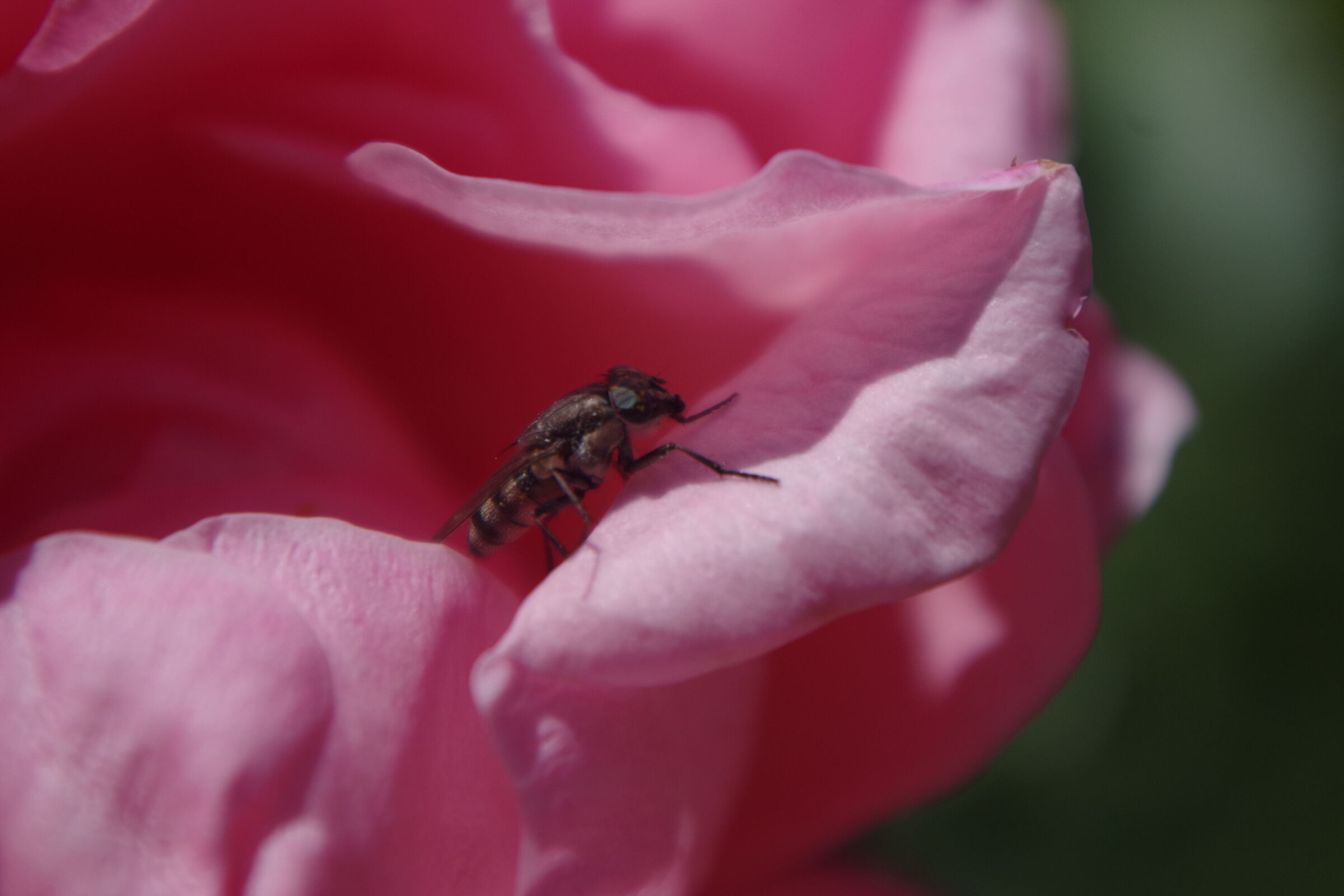 Rosa & friends