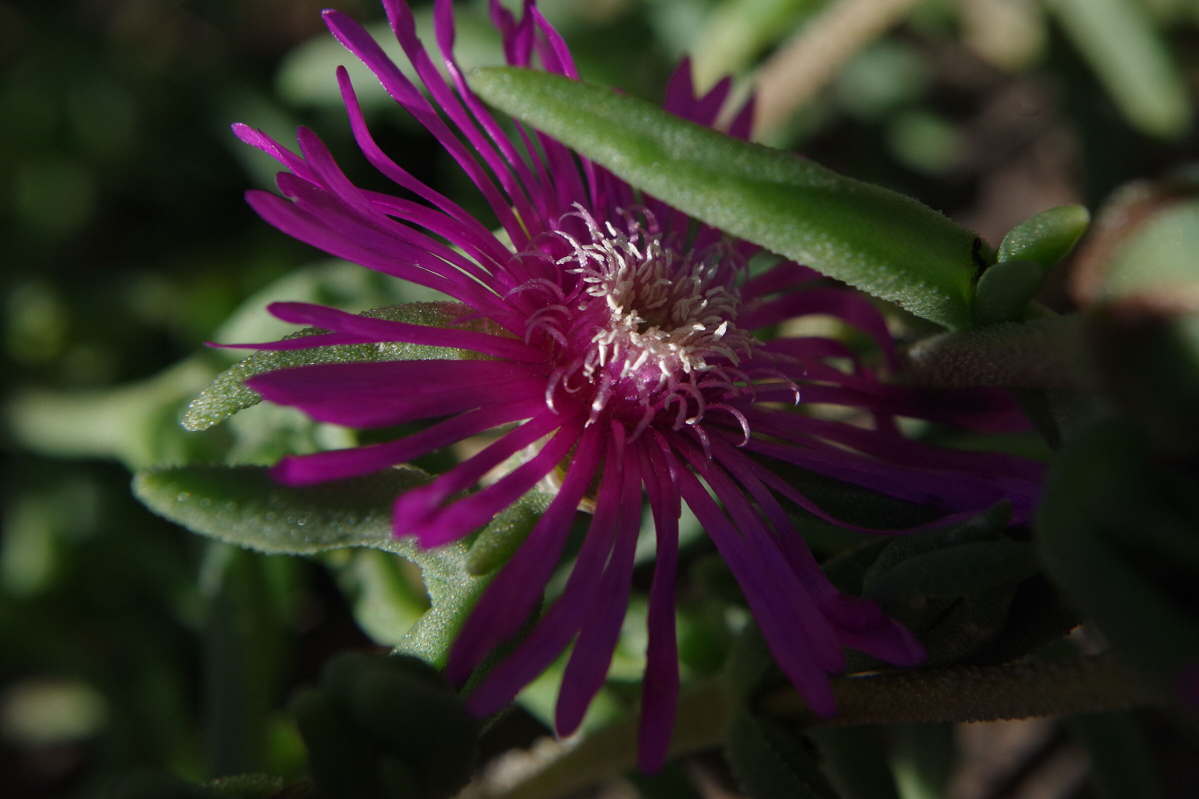 Lampranthus spectabilis