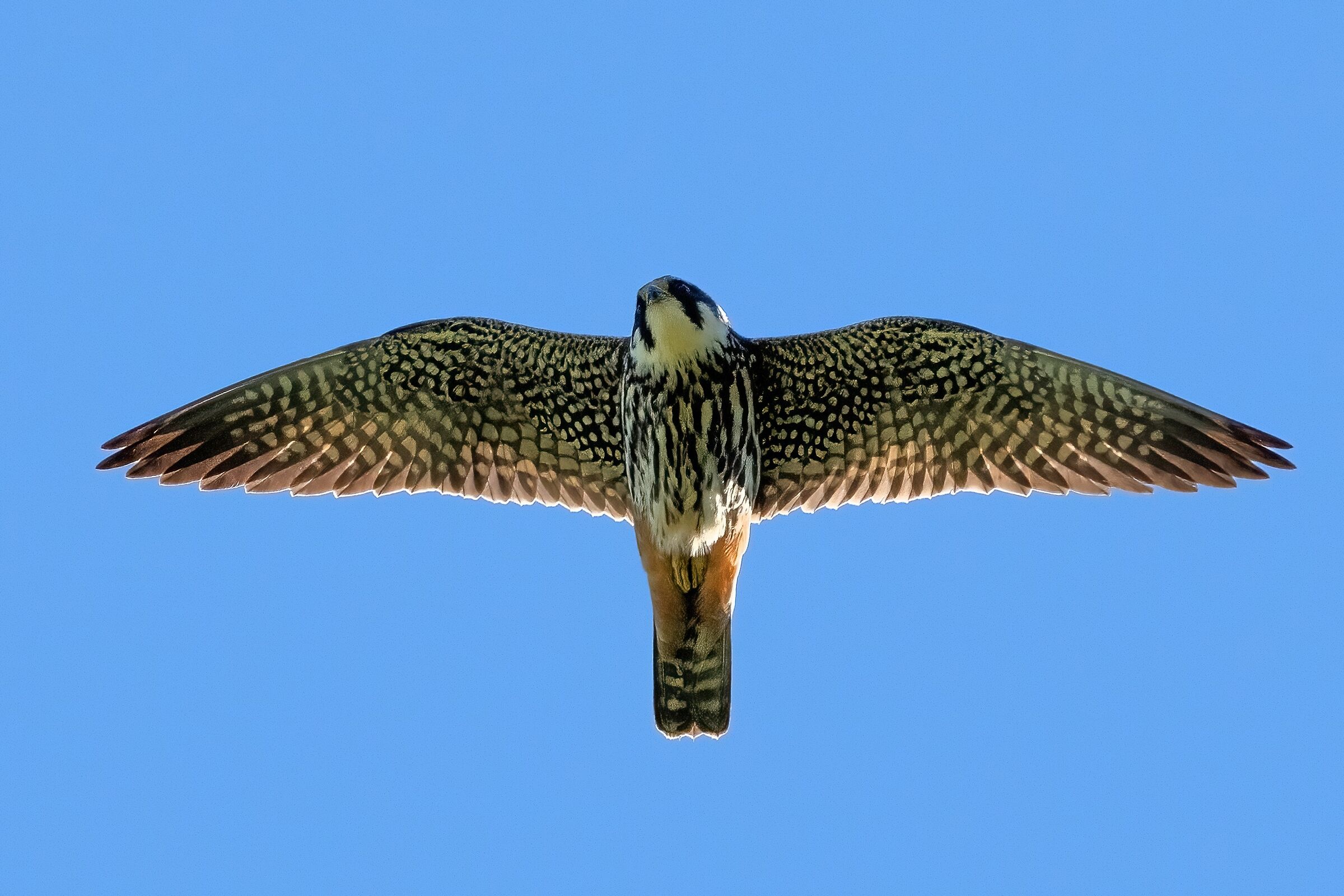 Hobby (Falco subbuteo)