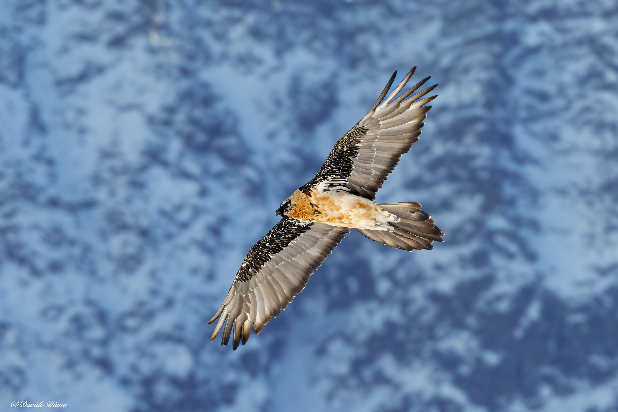Gypaetus barbatus - Gran Paradiso National Park
