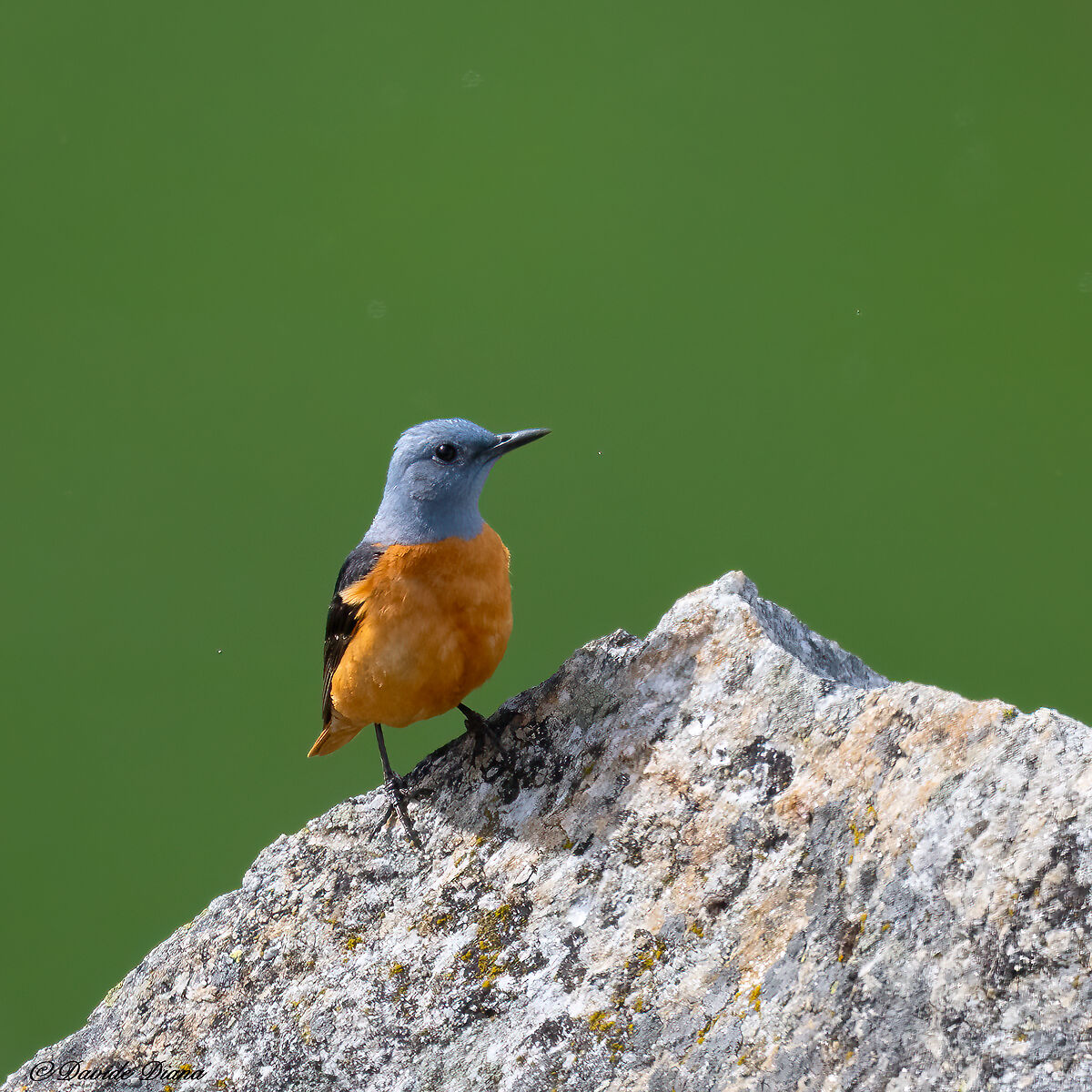 Rock thrush