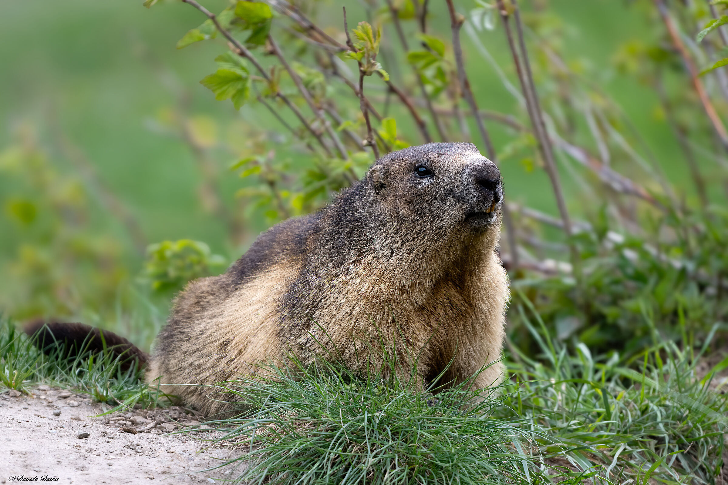 Marmot
