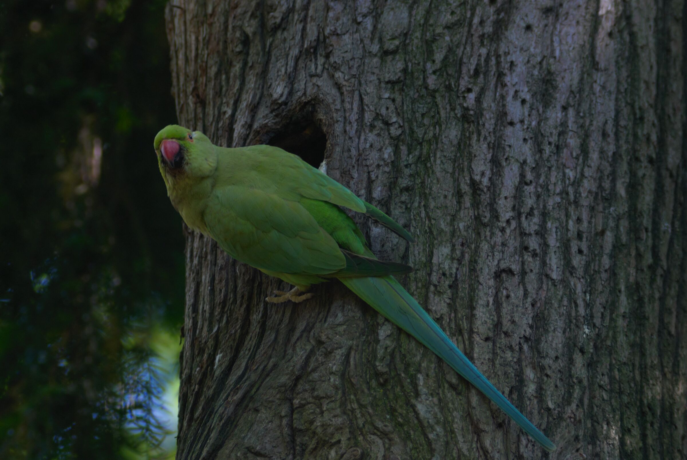 Mamma Parrocchetta al nido.