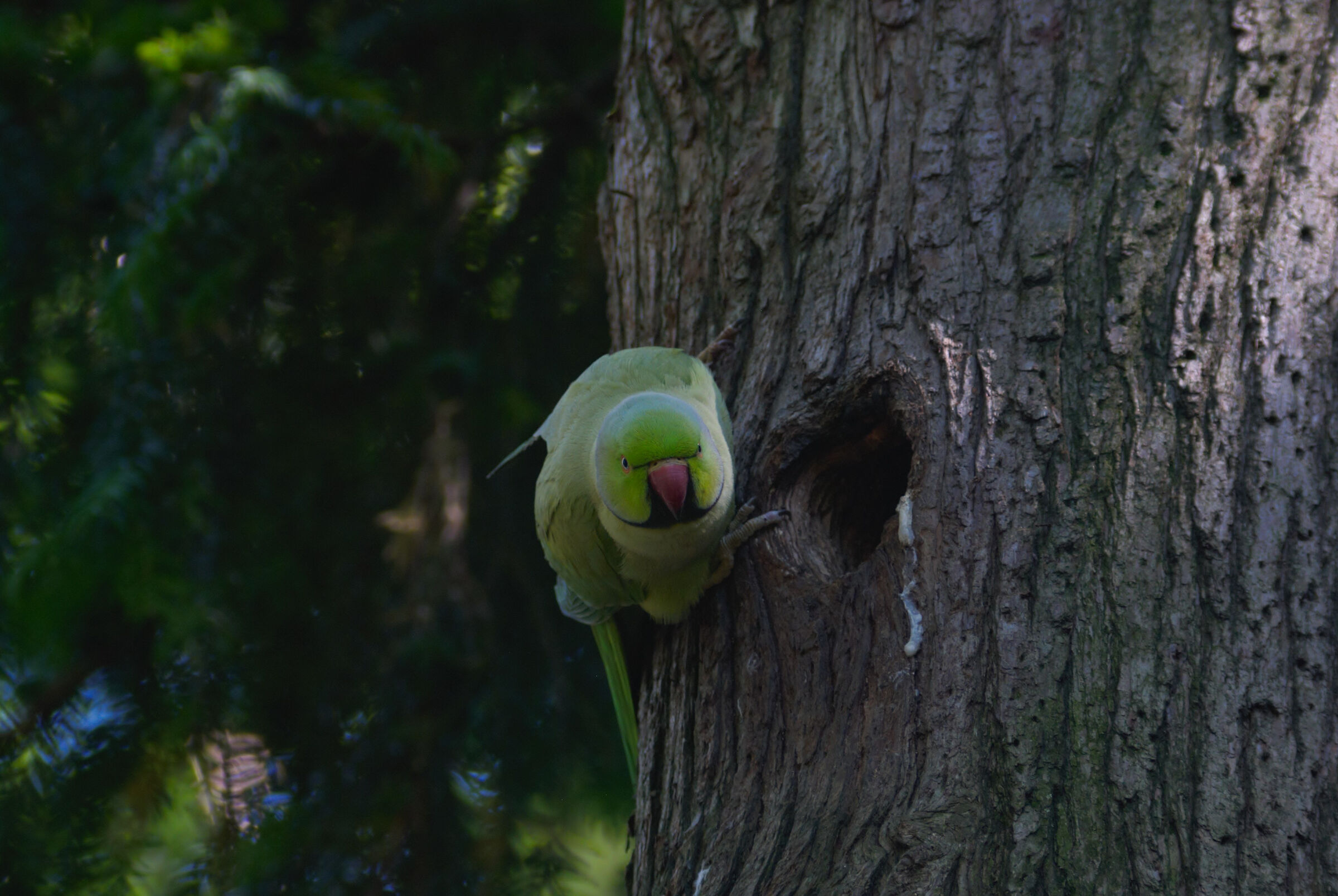 Papà Parrocchetto al nido.