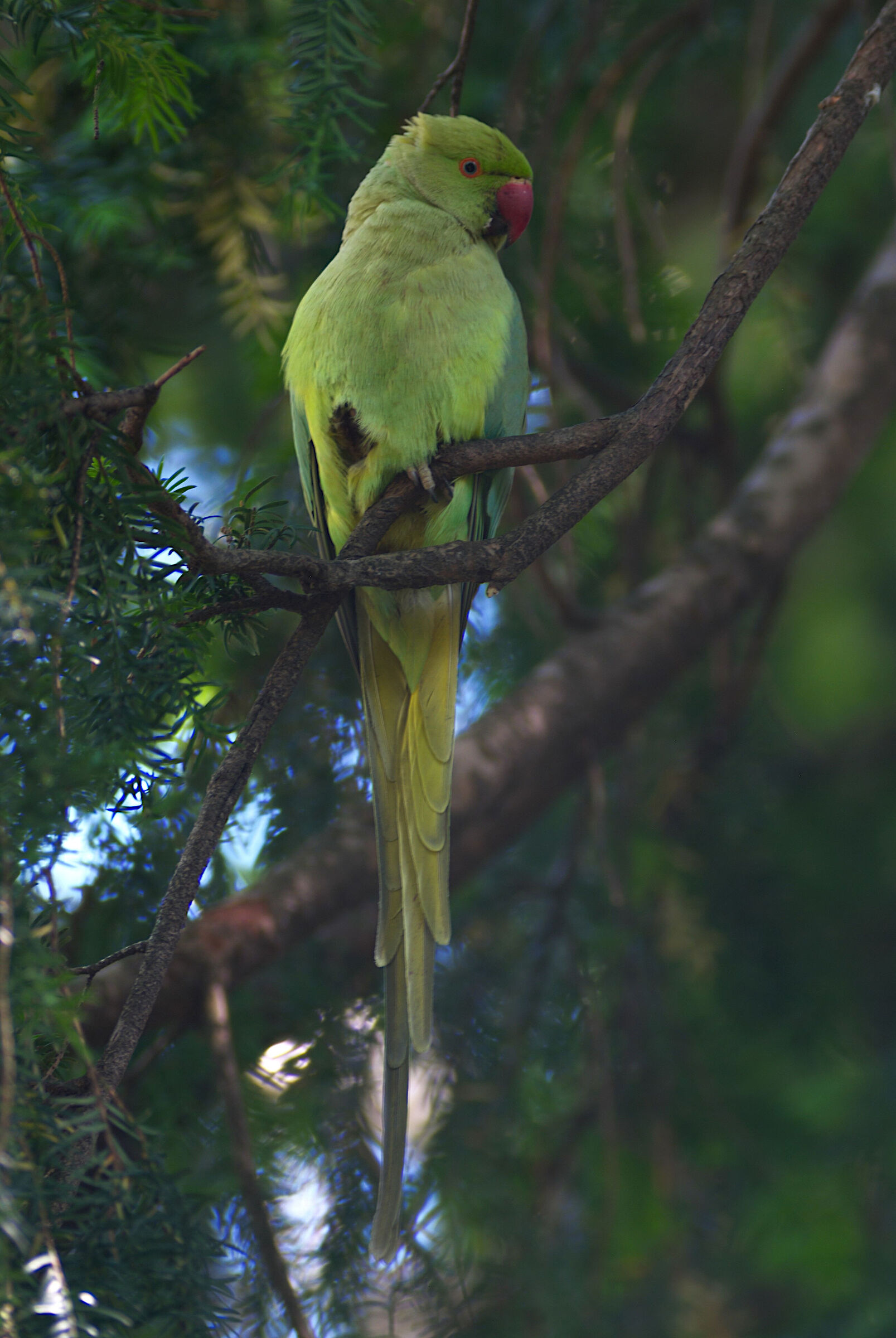 Mamma parrocchetta in posa.
