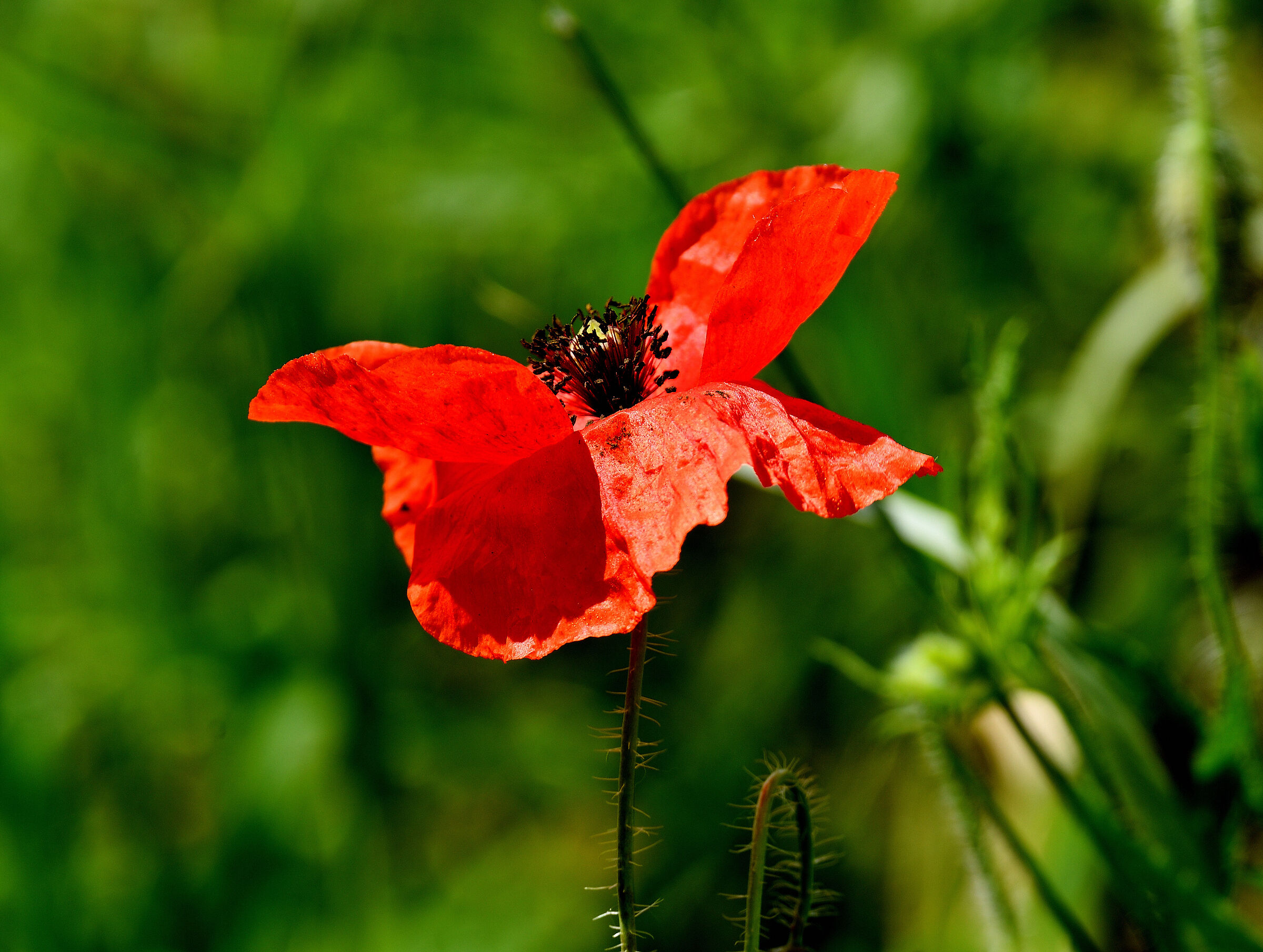 Red Butterfly