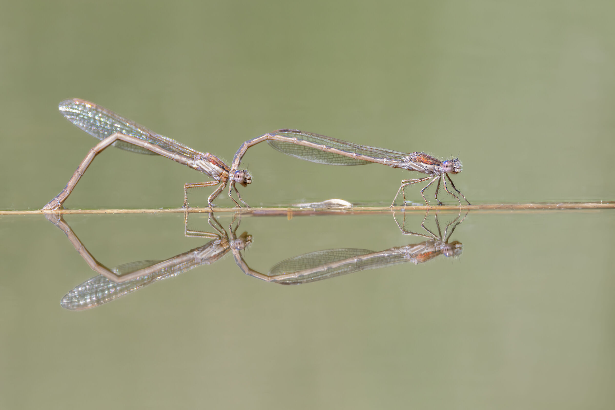 Sympecma fusca