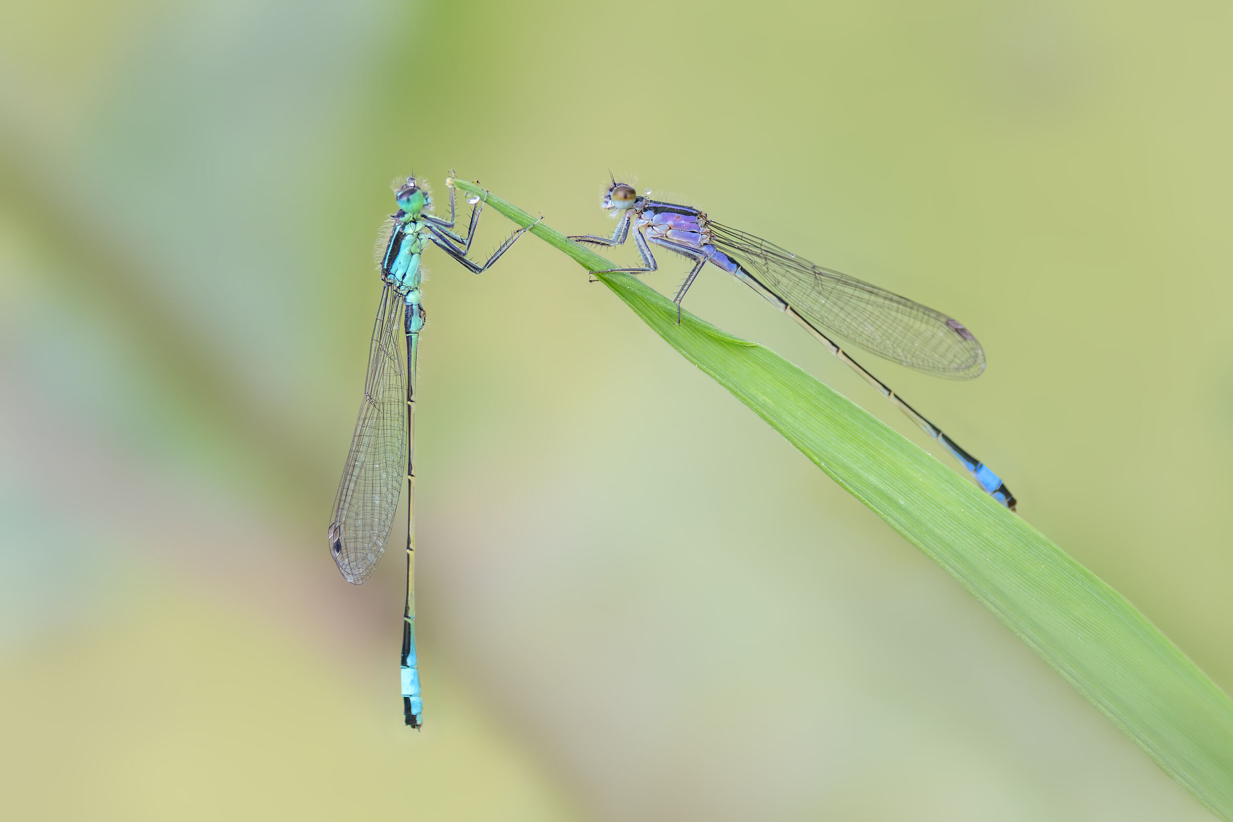 Ischnura elegans