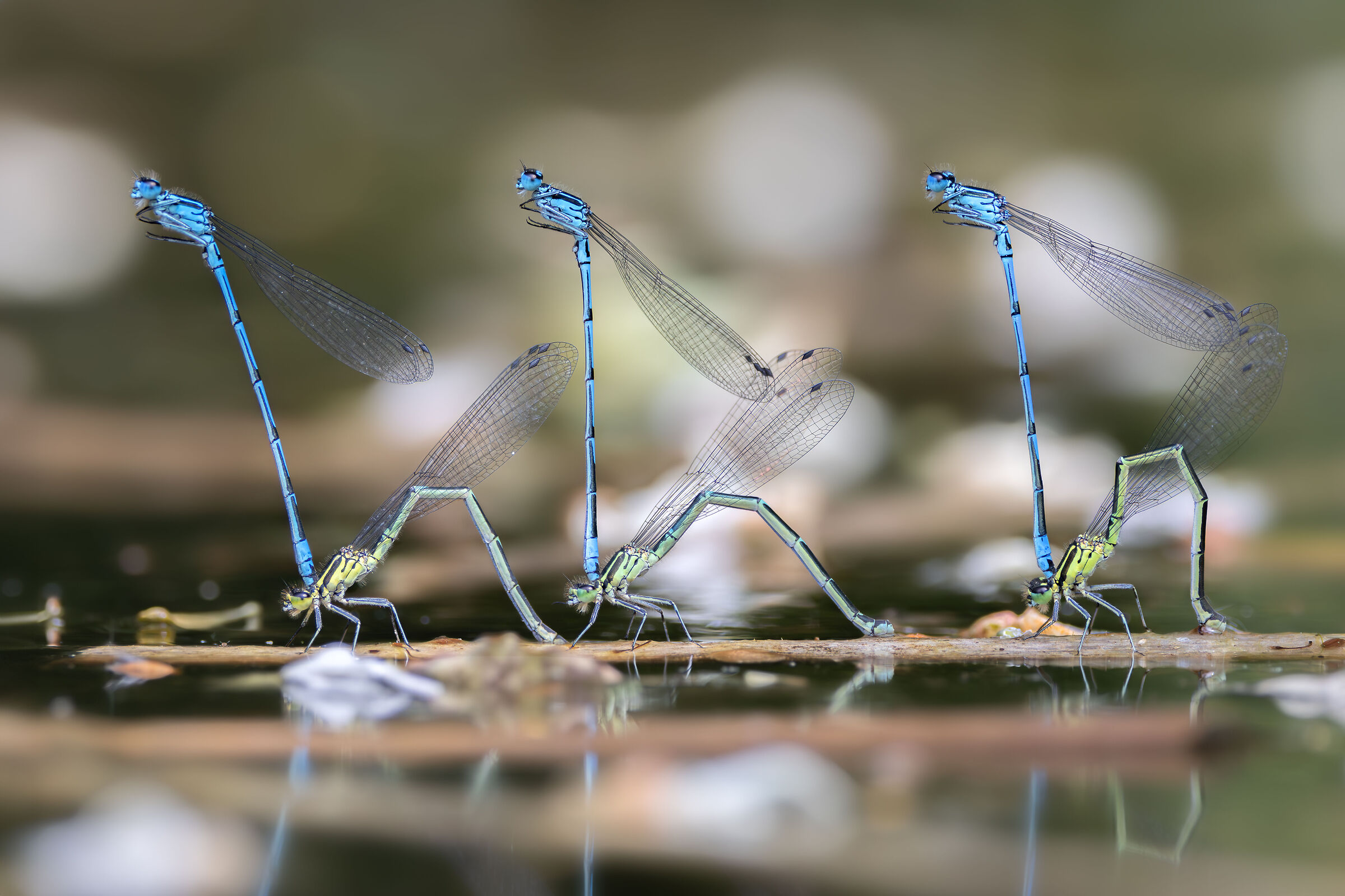 Coenagrion puella