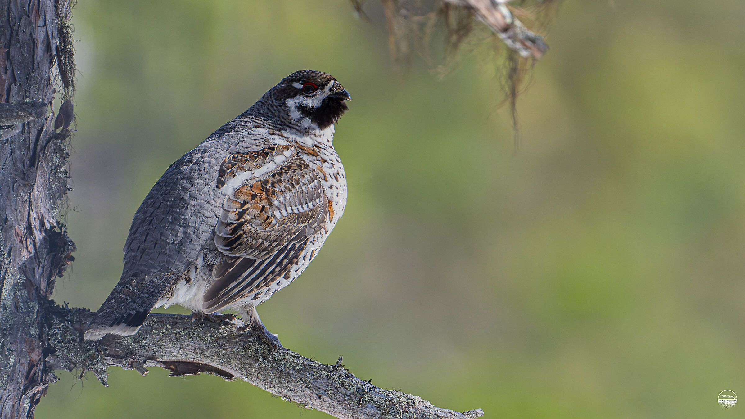 Francolin of Mount