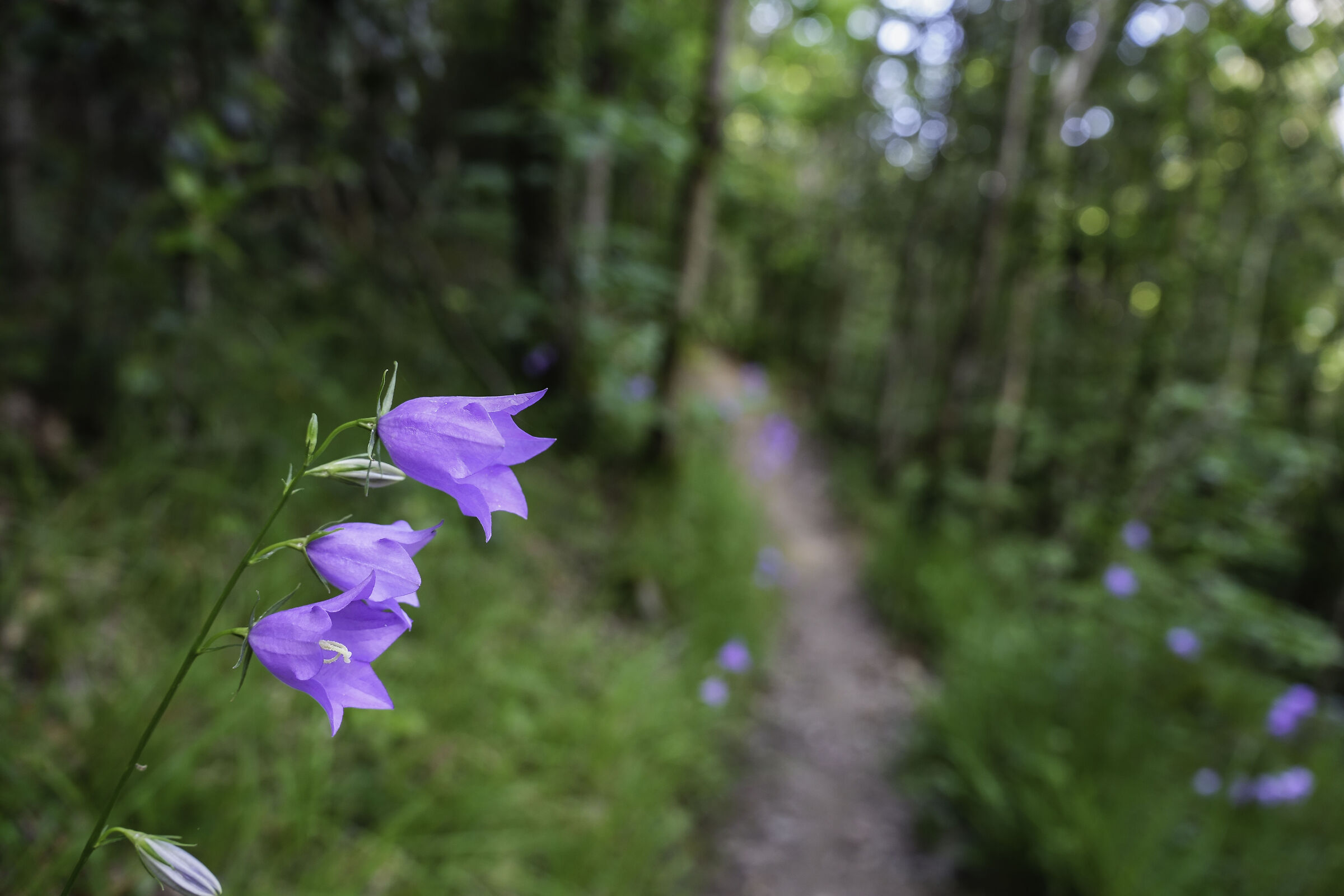 La via dei punti viola!