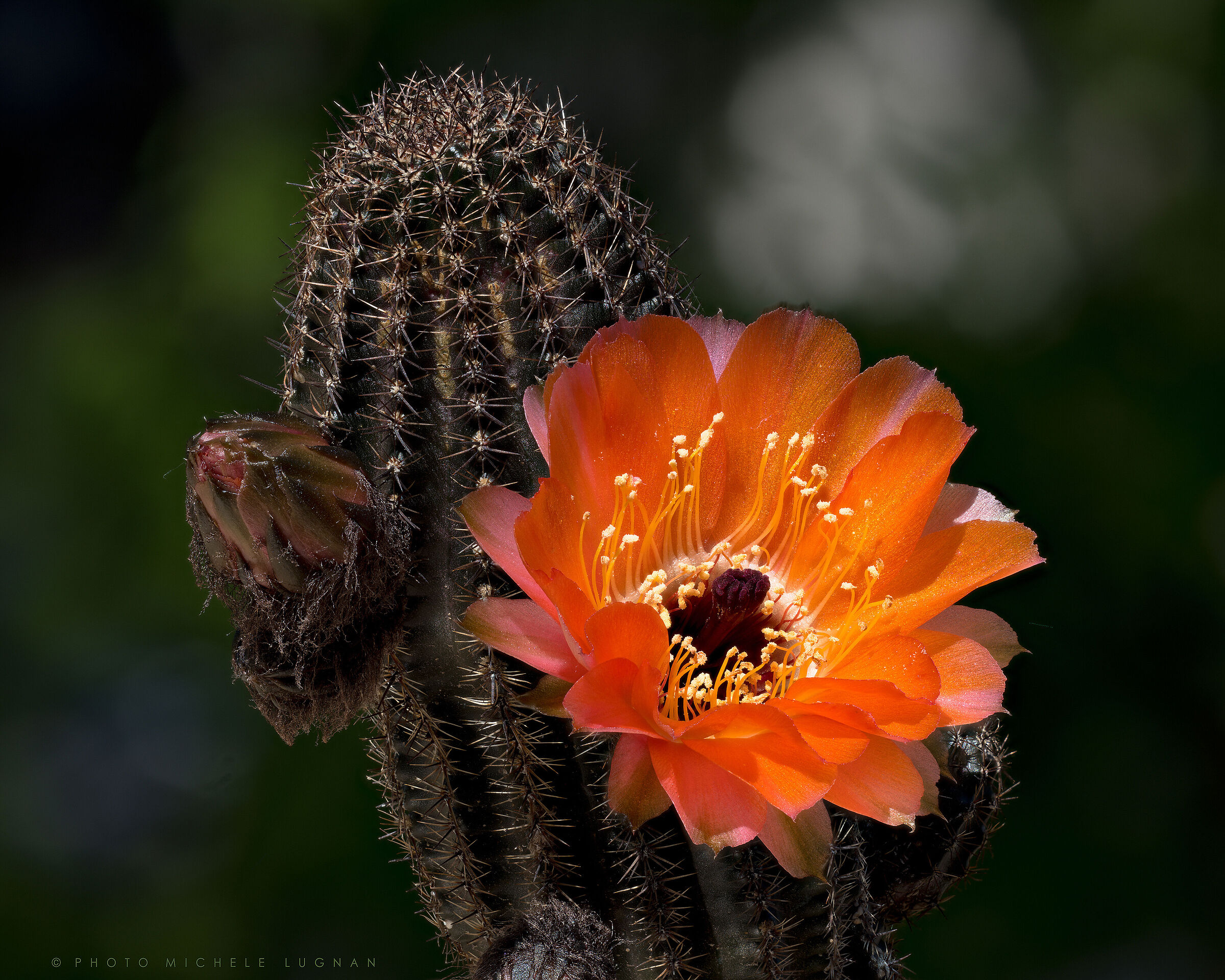 Echinopsis amblayensis forma Amblayo, Salta, Argentina