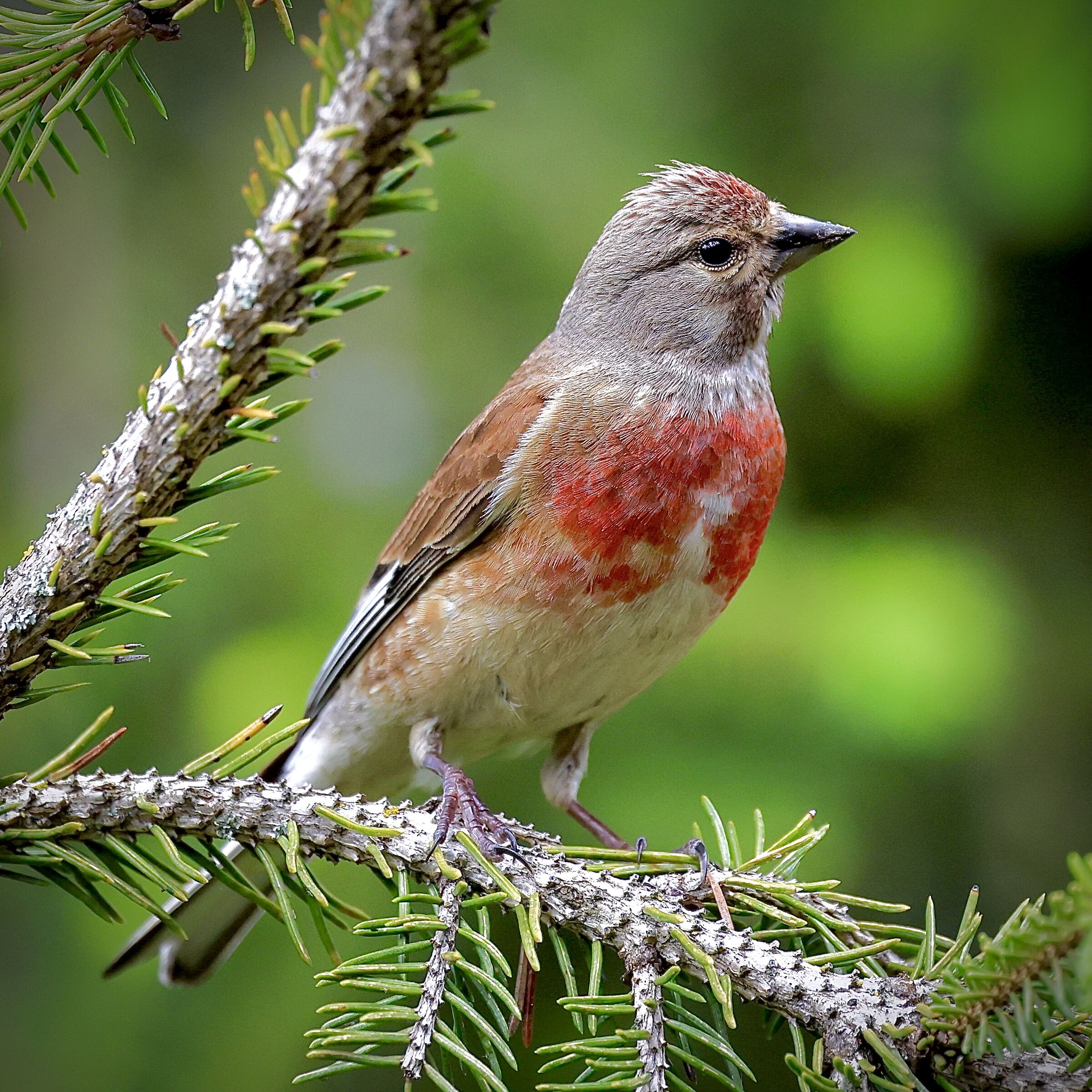 Linnet