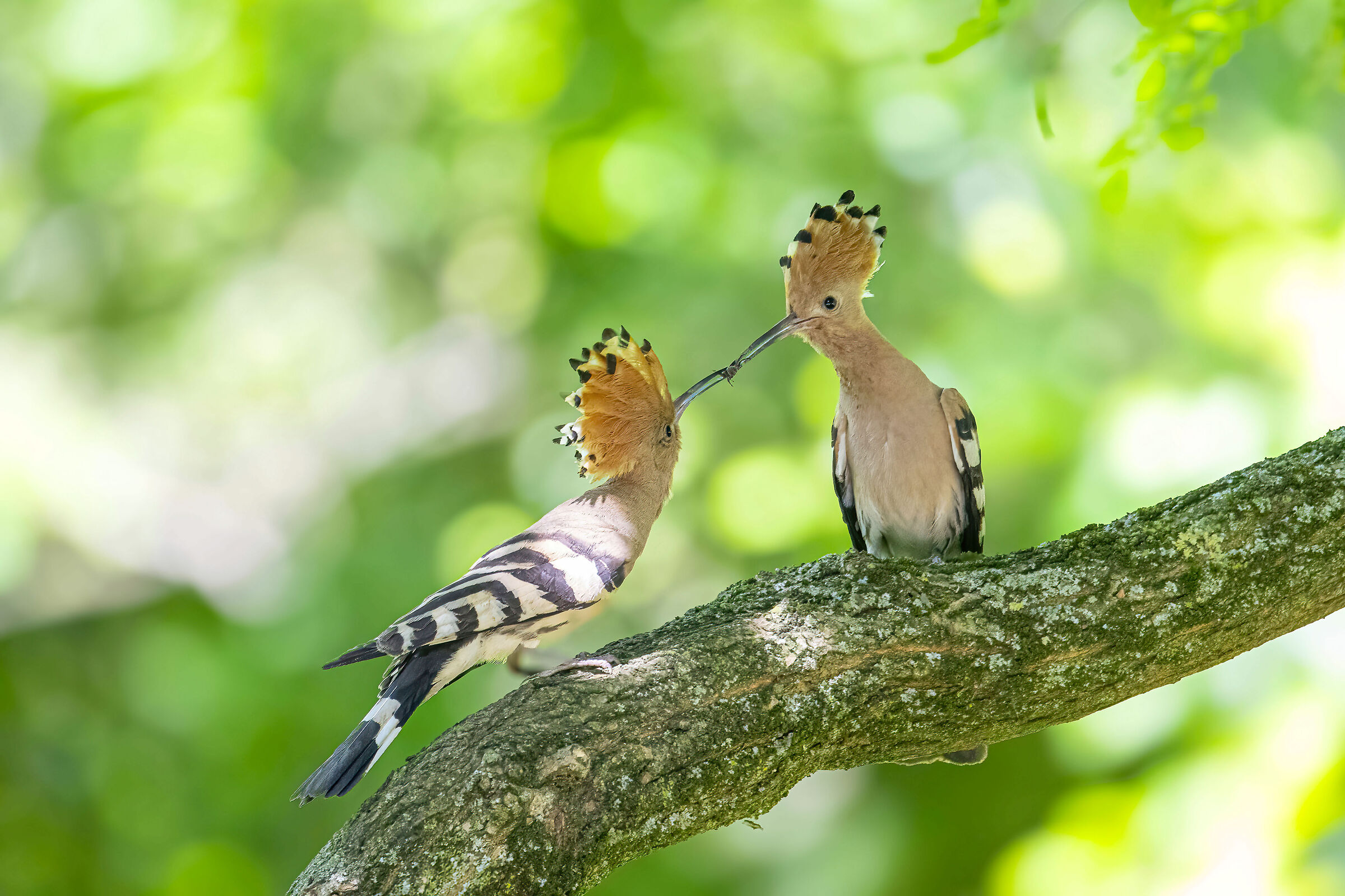 hoopoe