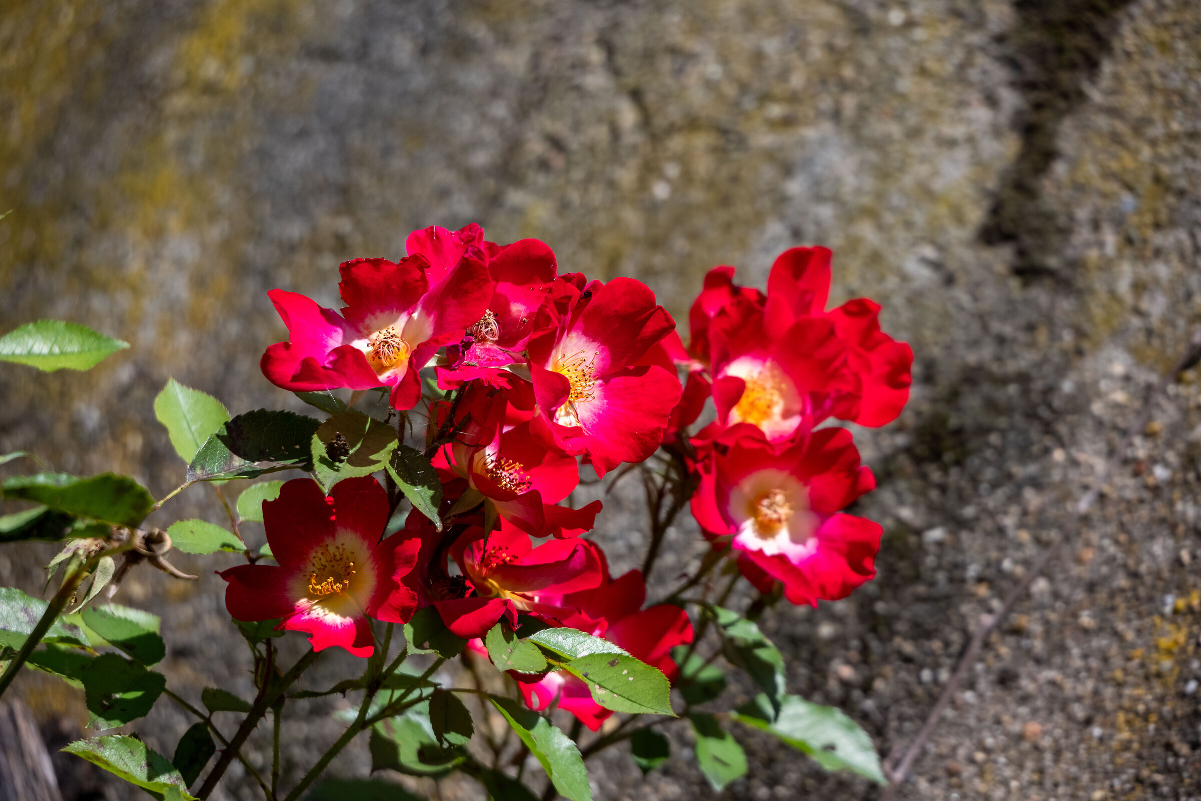 Un pò di rosso