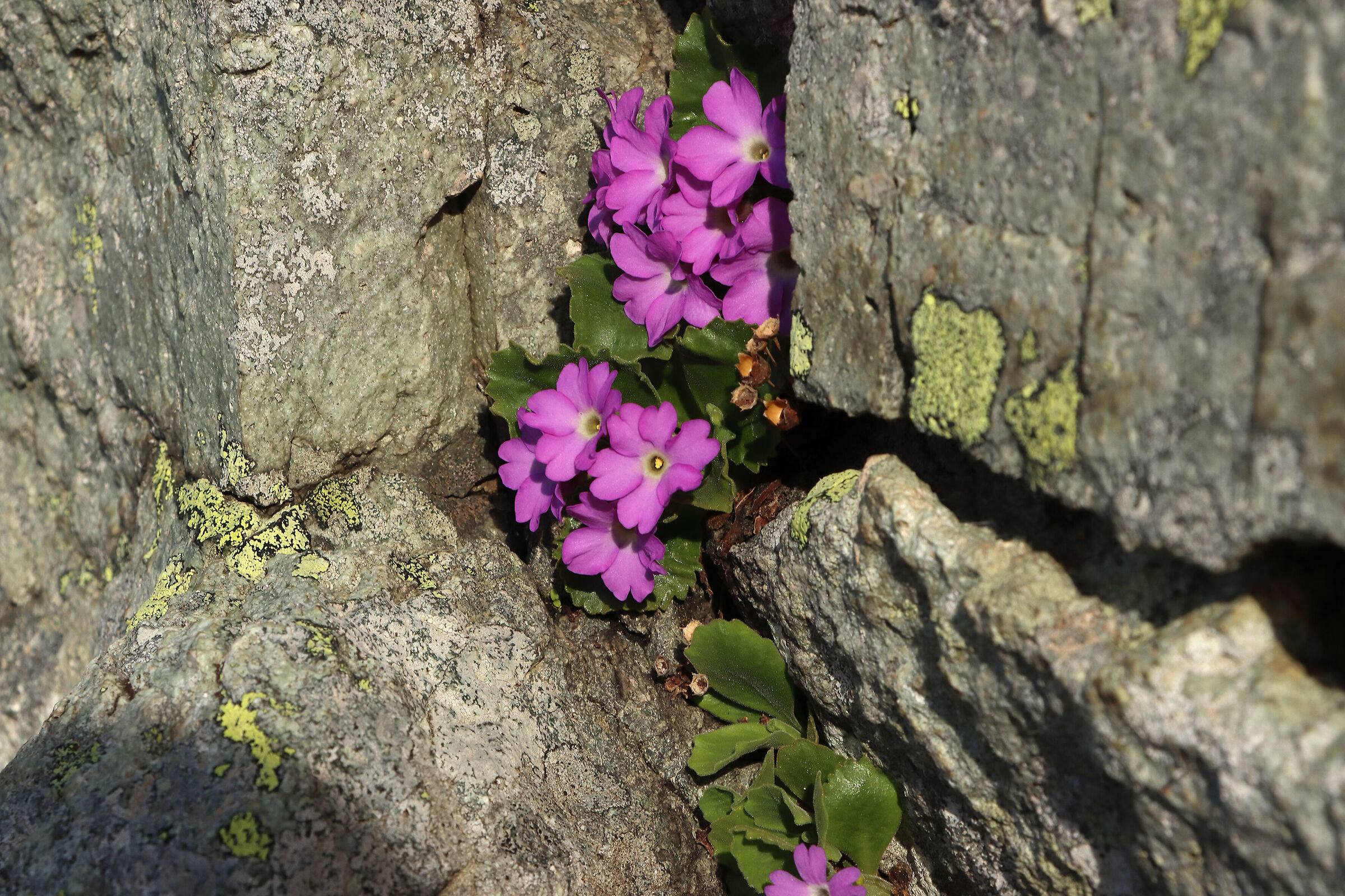 Sheltered (Lombard primrose)
