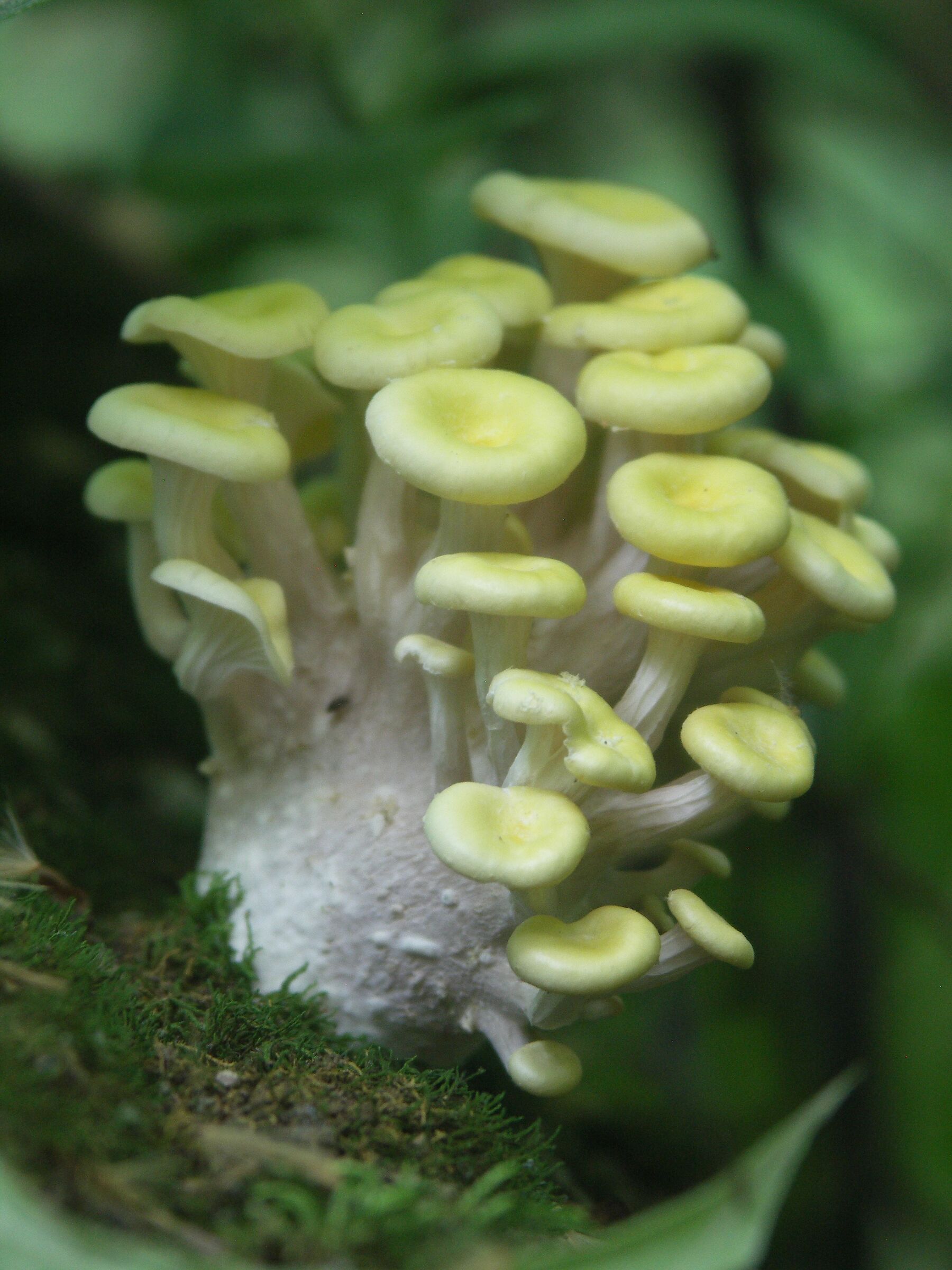 Funghi ostrica