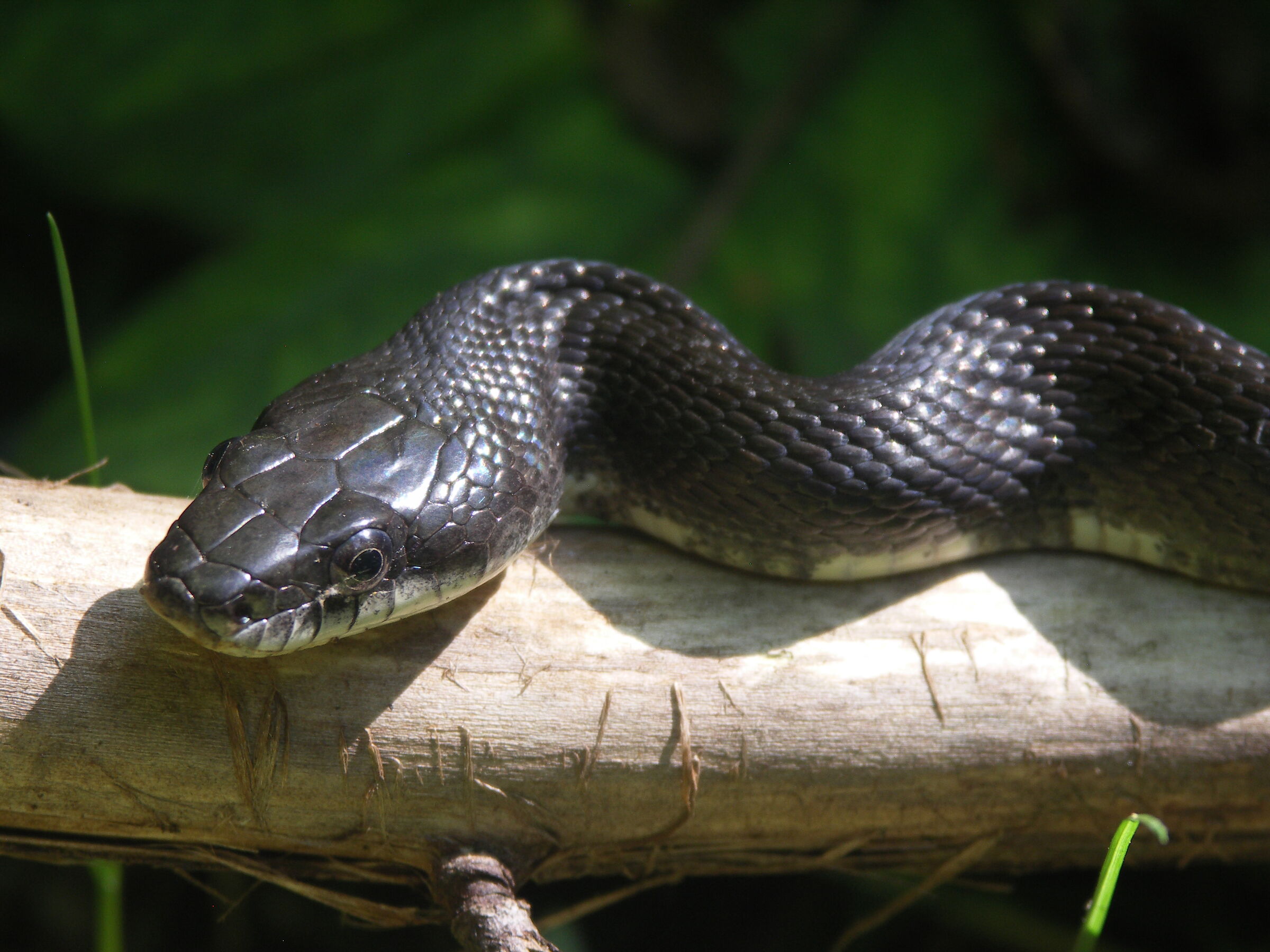 Serpente ratto orientale