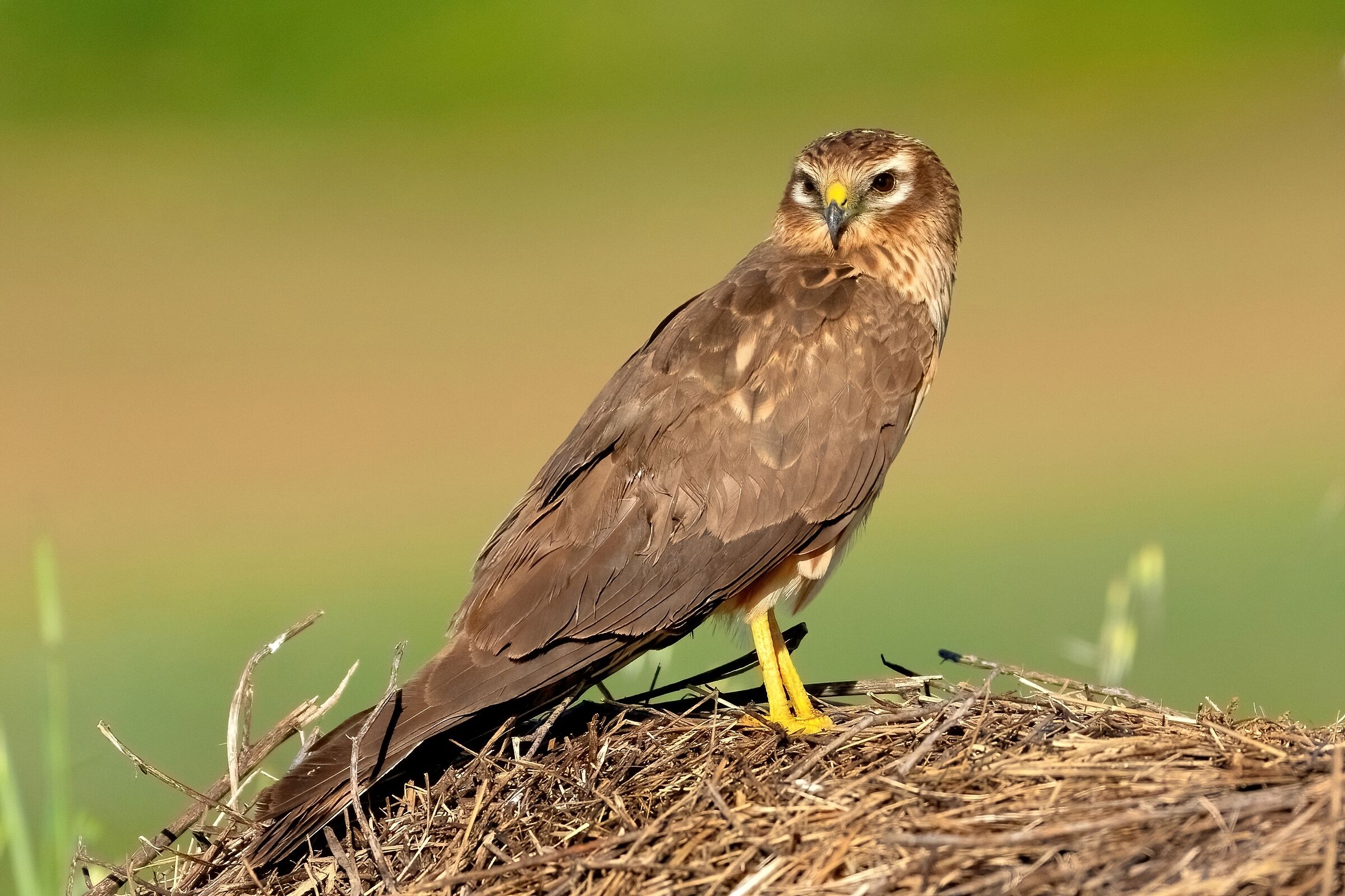 Hen harrier (Circus pygargus) - female