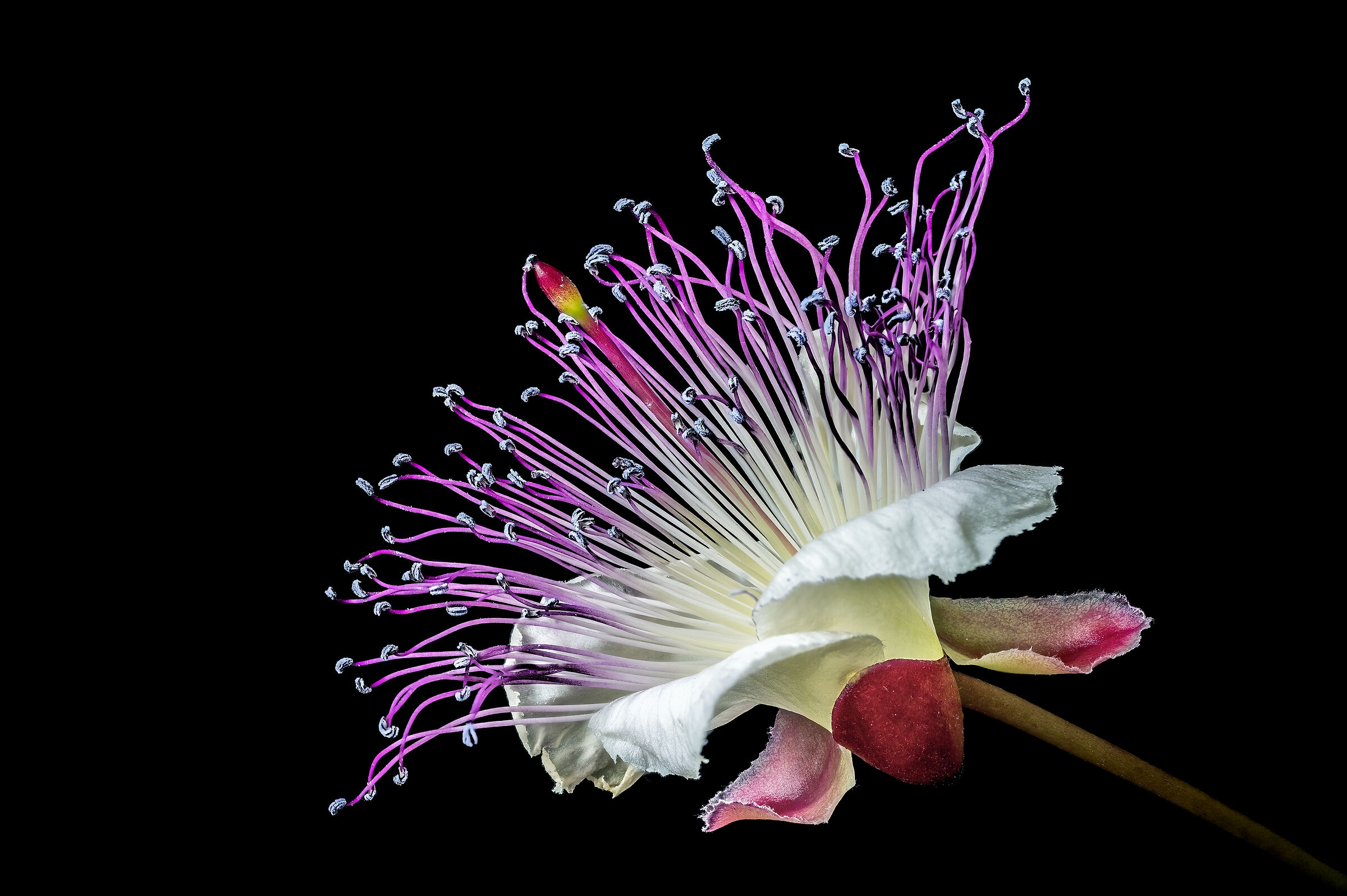 Caper Flower
