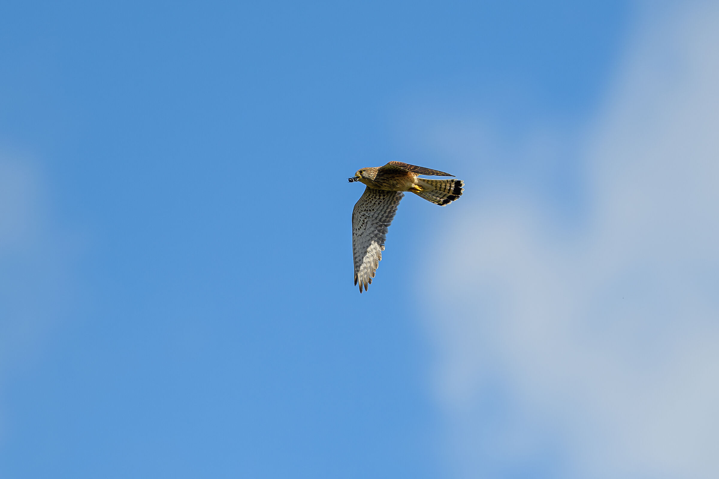 Kestrel