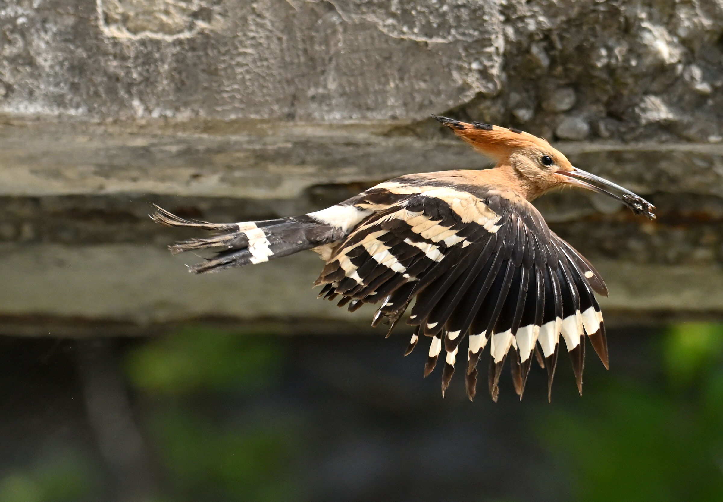 Pulizie di primavera